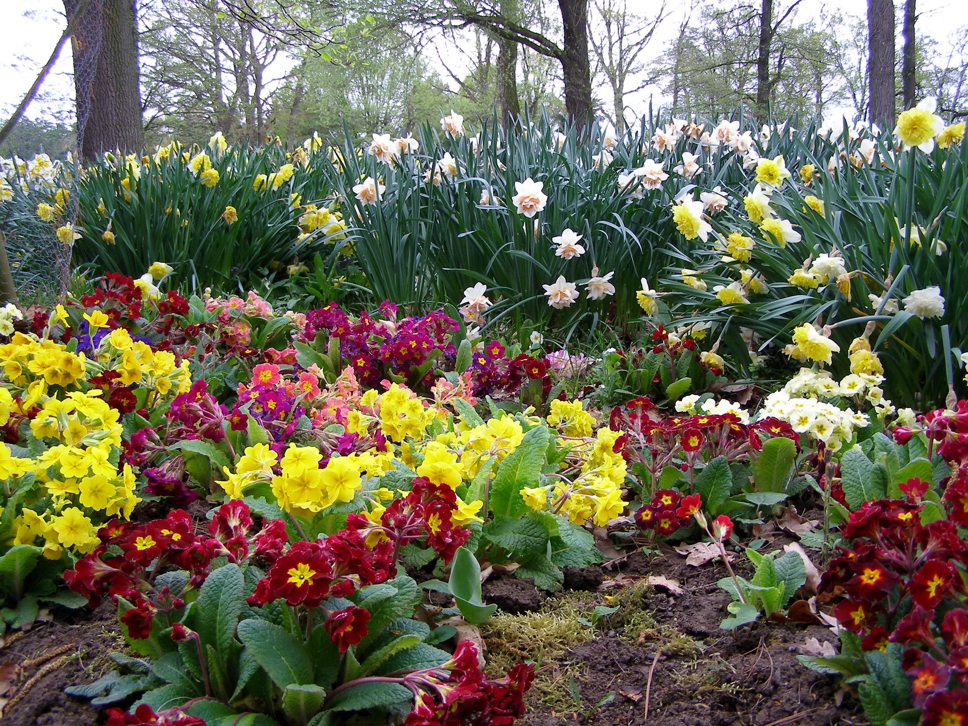 A bed of colorful primroses and daffodils in a garden HD Wallpaper