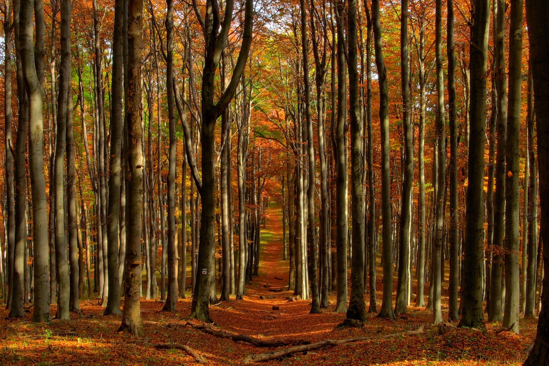 Autumn forest path with colorful leaves HD Wallpaper