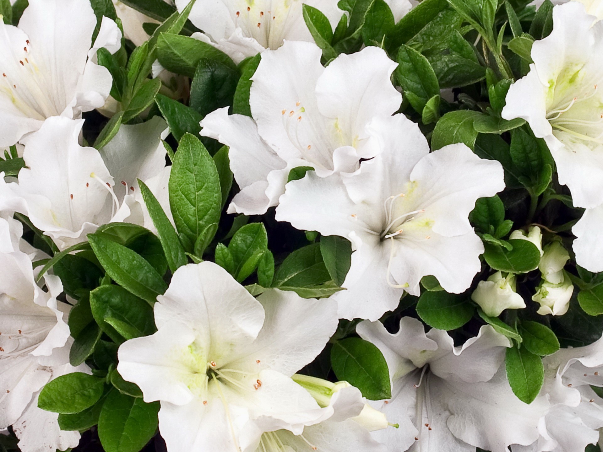 White Azalea Flowers with Green Leaves HD Wallpaper