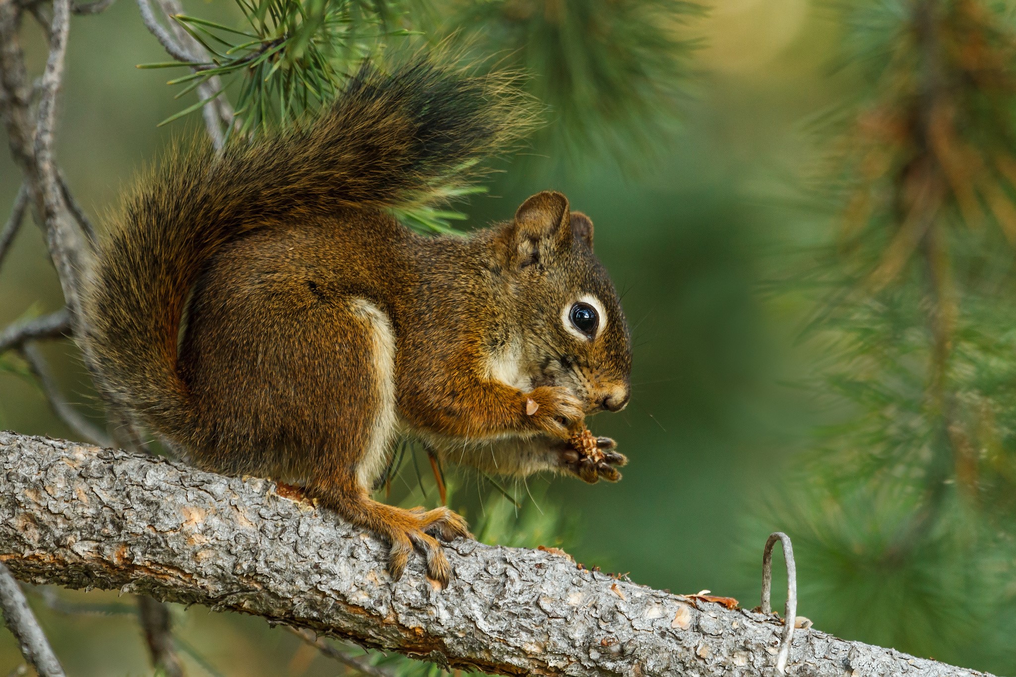 A red squirrel eating on a tree branch HD Wallpaper