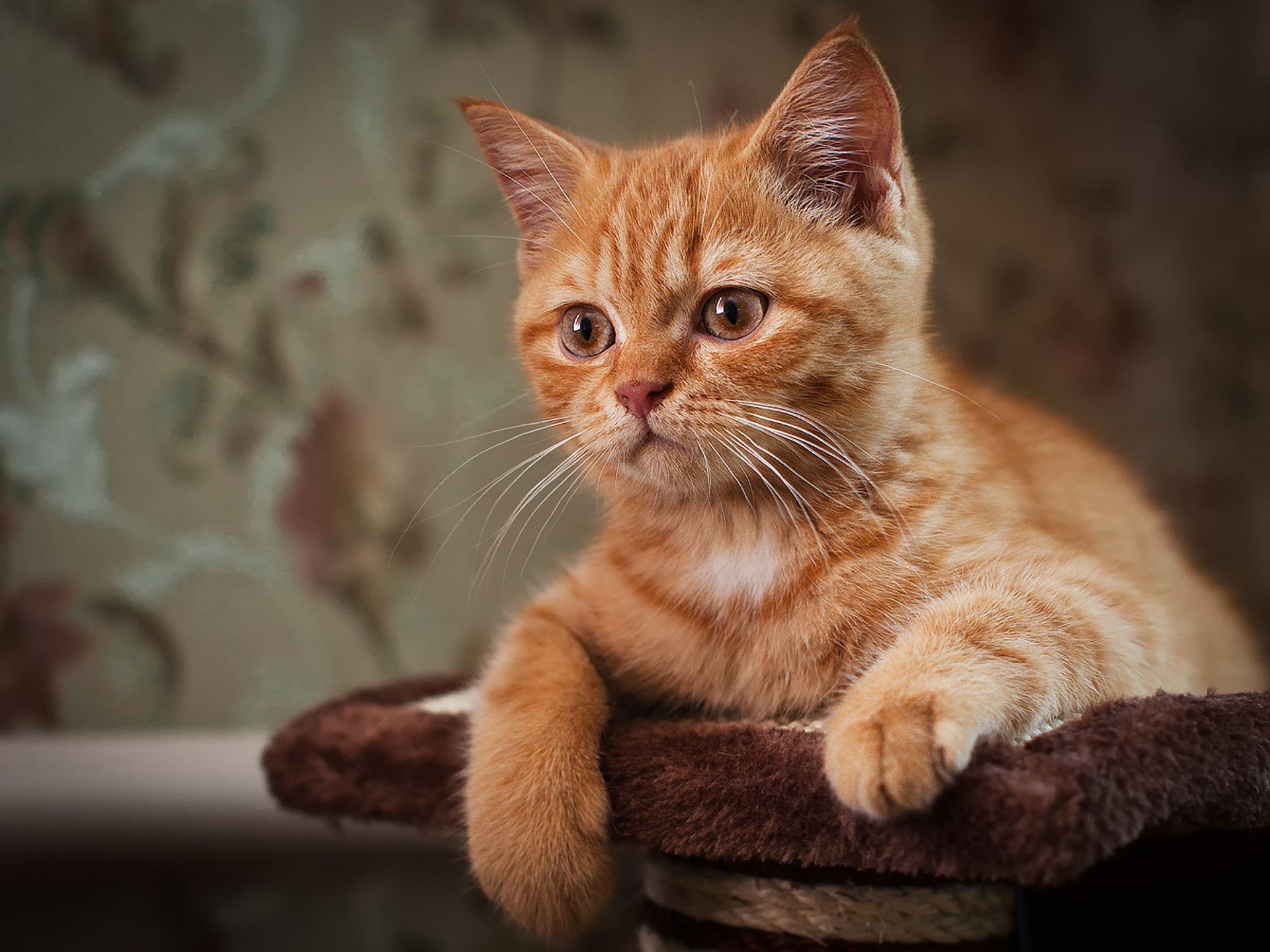 Orange tabby kitten resting on a plush surface HD Wallpaper