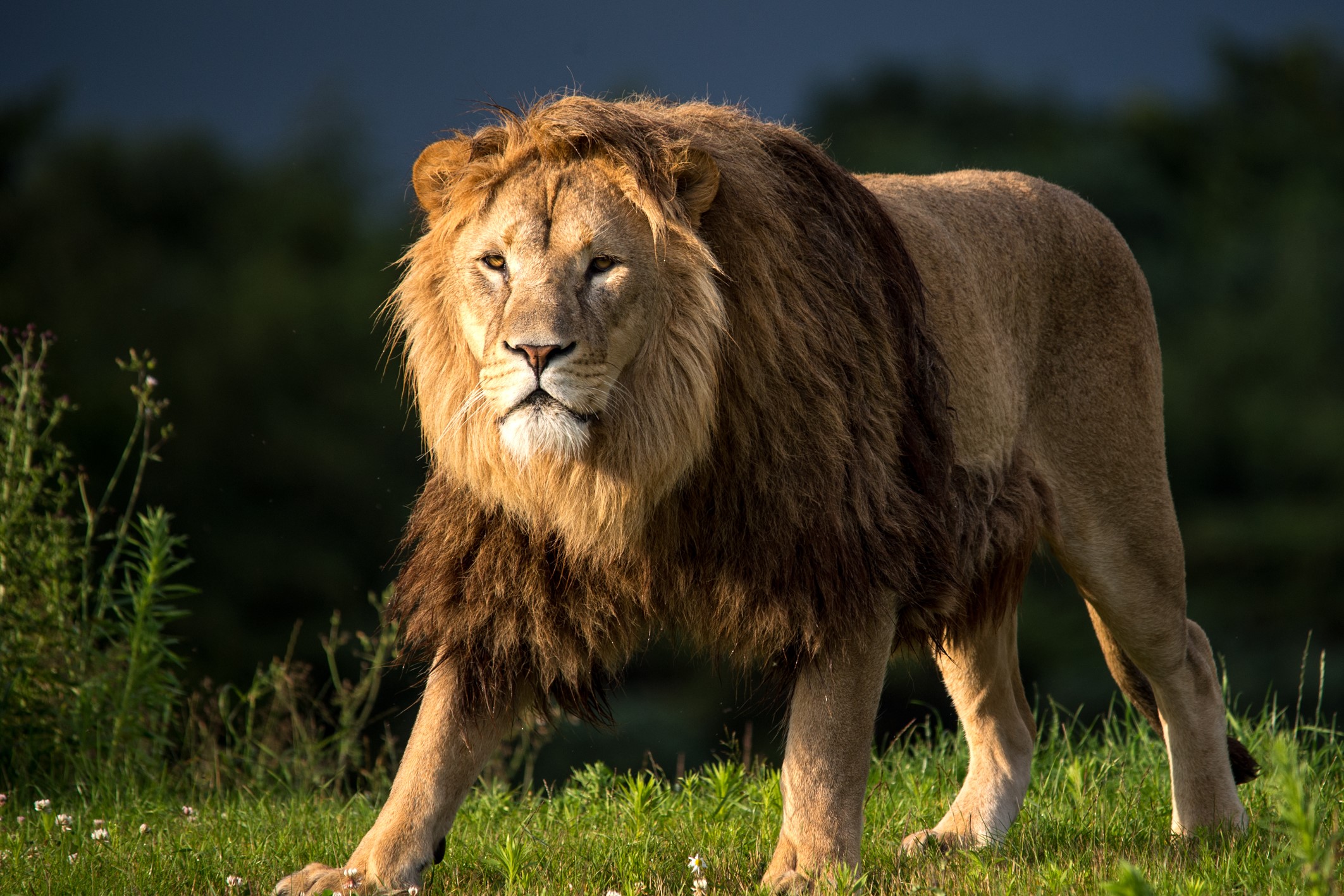 A male lion with a full mane walks on grass HD Wallpaper