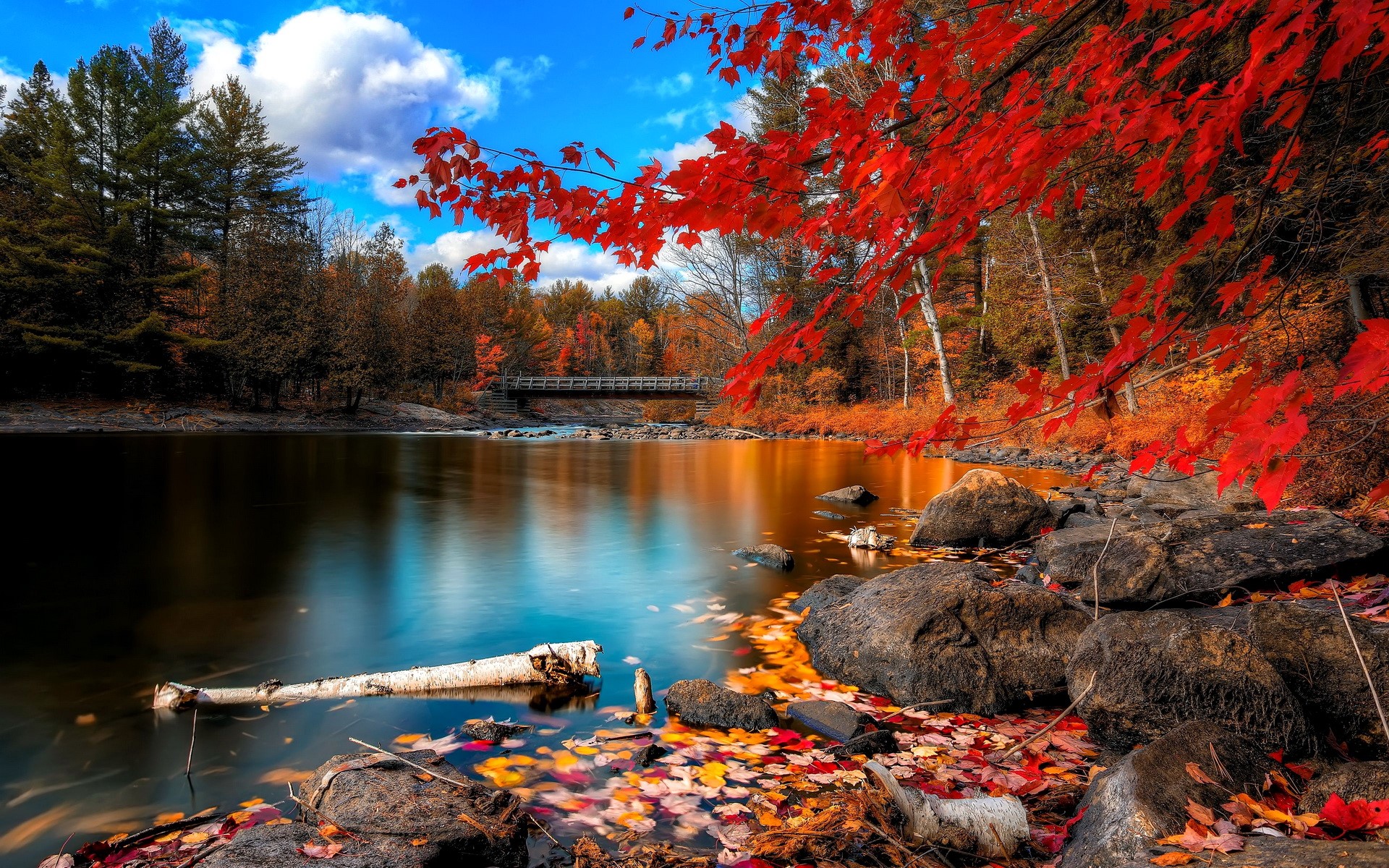 Autumn River with Red Maple Leaves HD Wallpaper