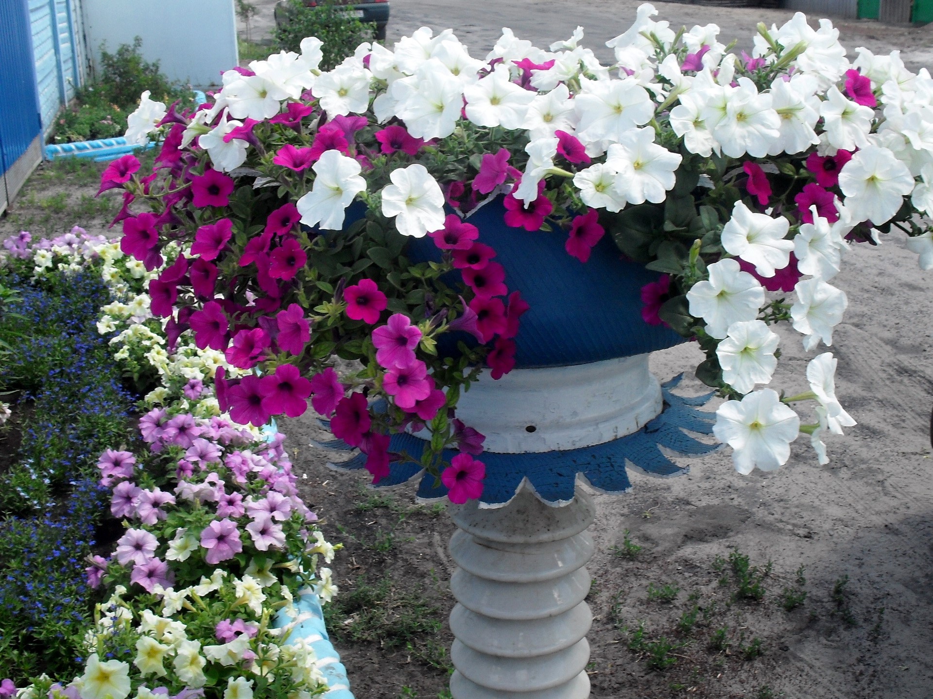 White and purple petunias in a planter HD Wallpaper