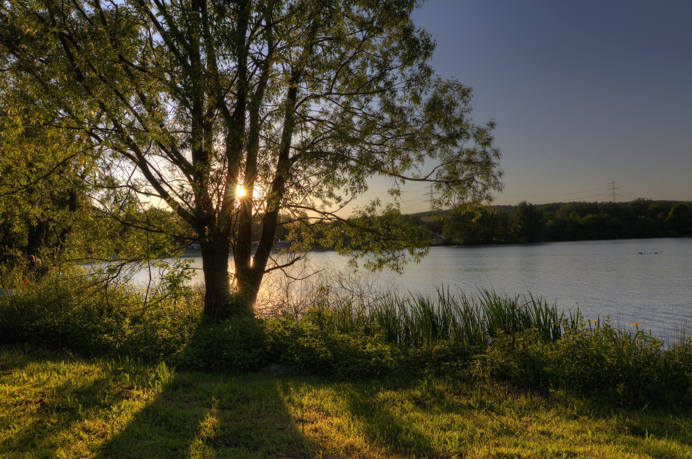 Sunset over a lake with trees and grass HD Wallpaper