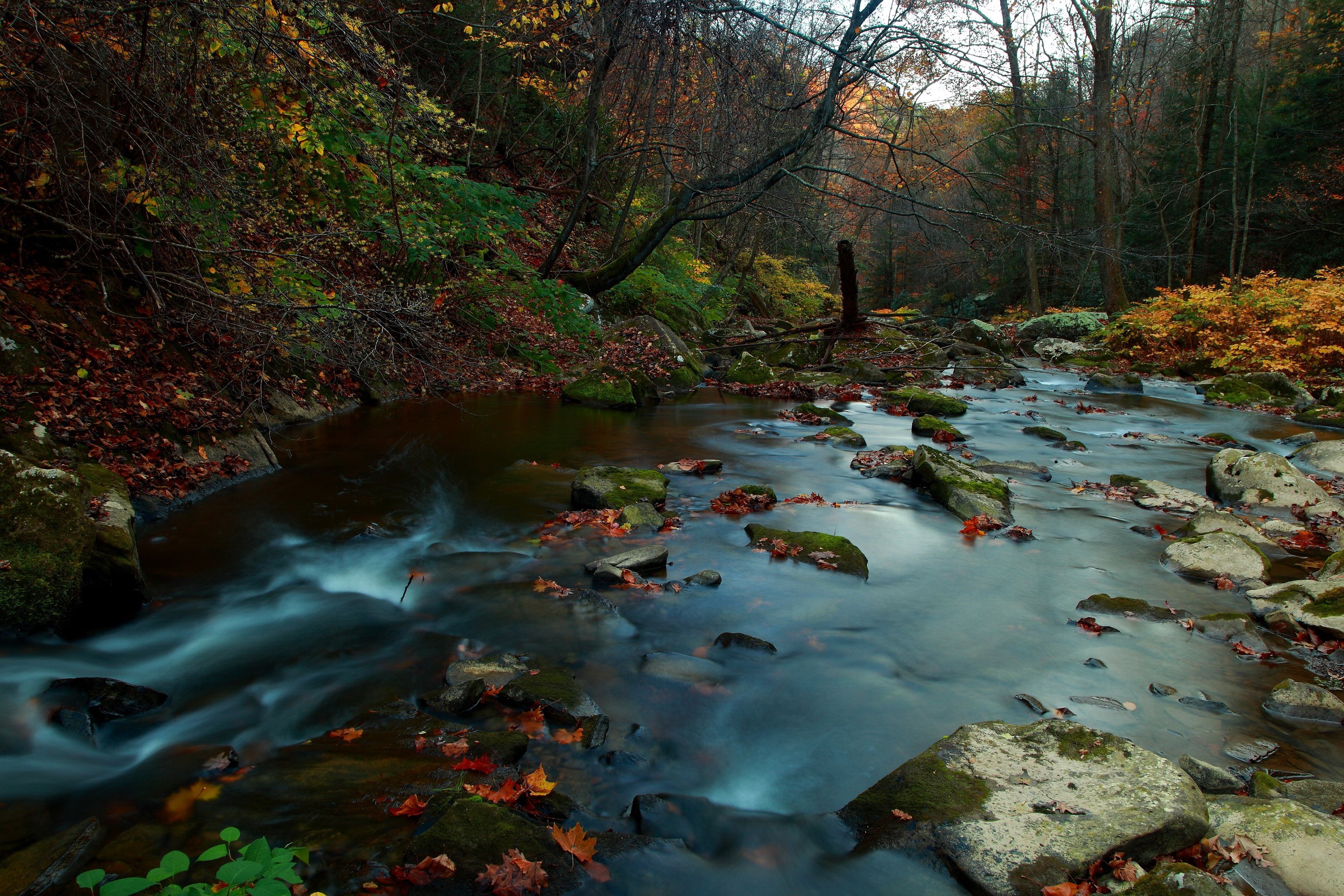 River flowing through a forest in autumn HD Wallpaper