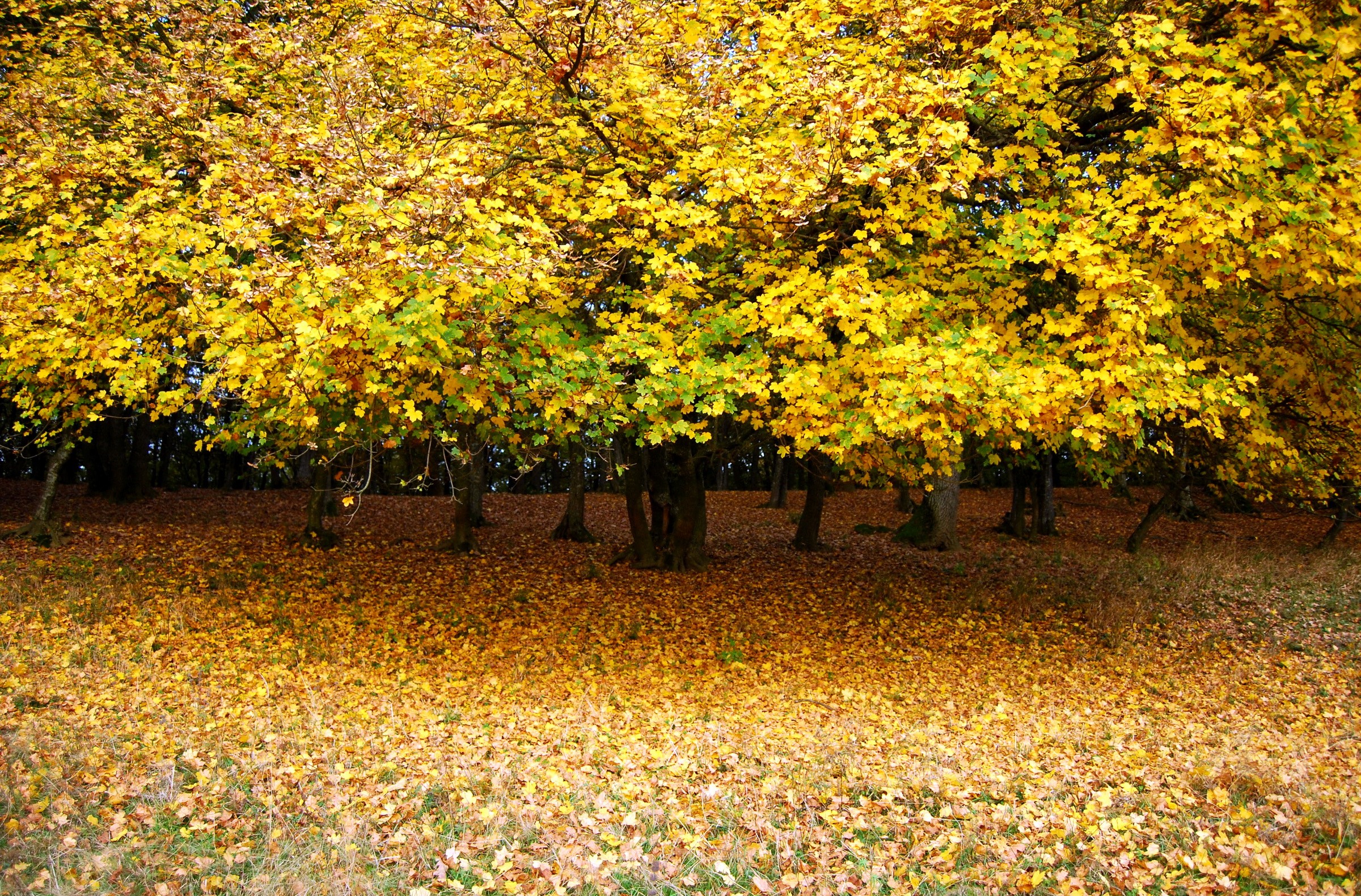 Autumn trees with fallen leaves HD Wallpaper