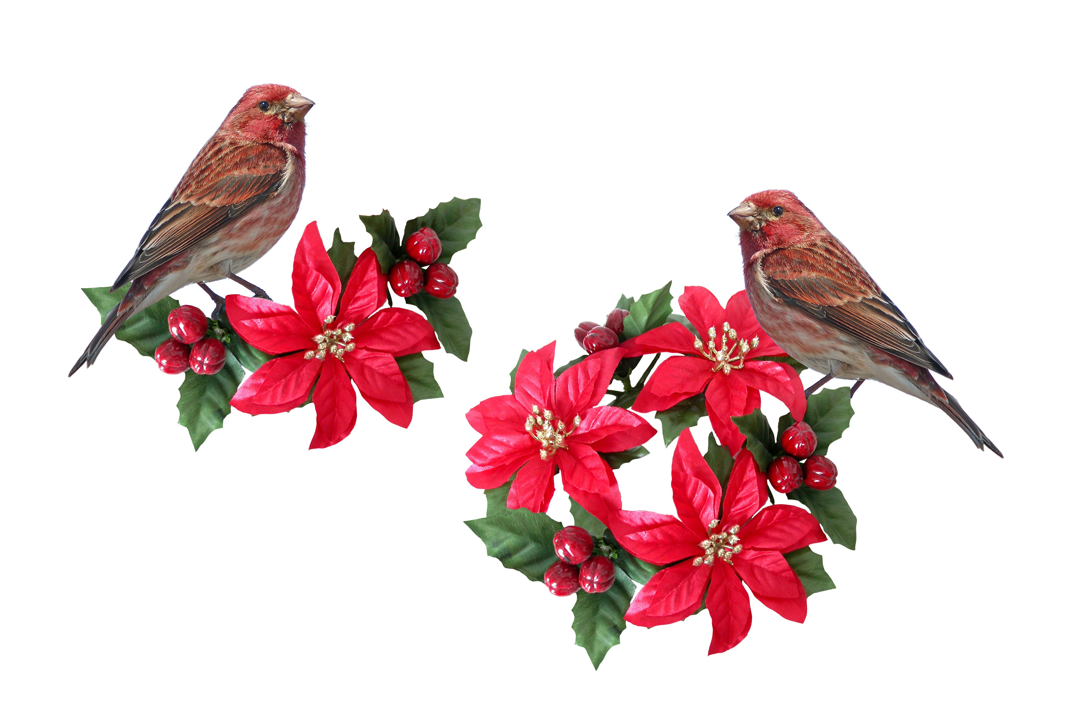 Two purple finches on poinsettias HD Wallpaper
