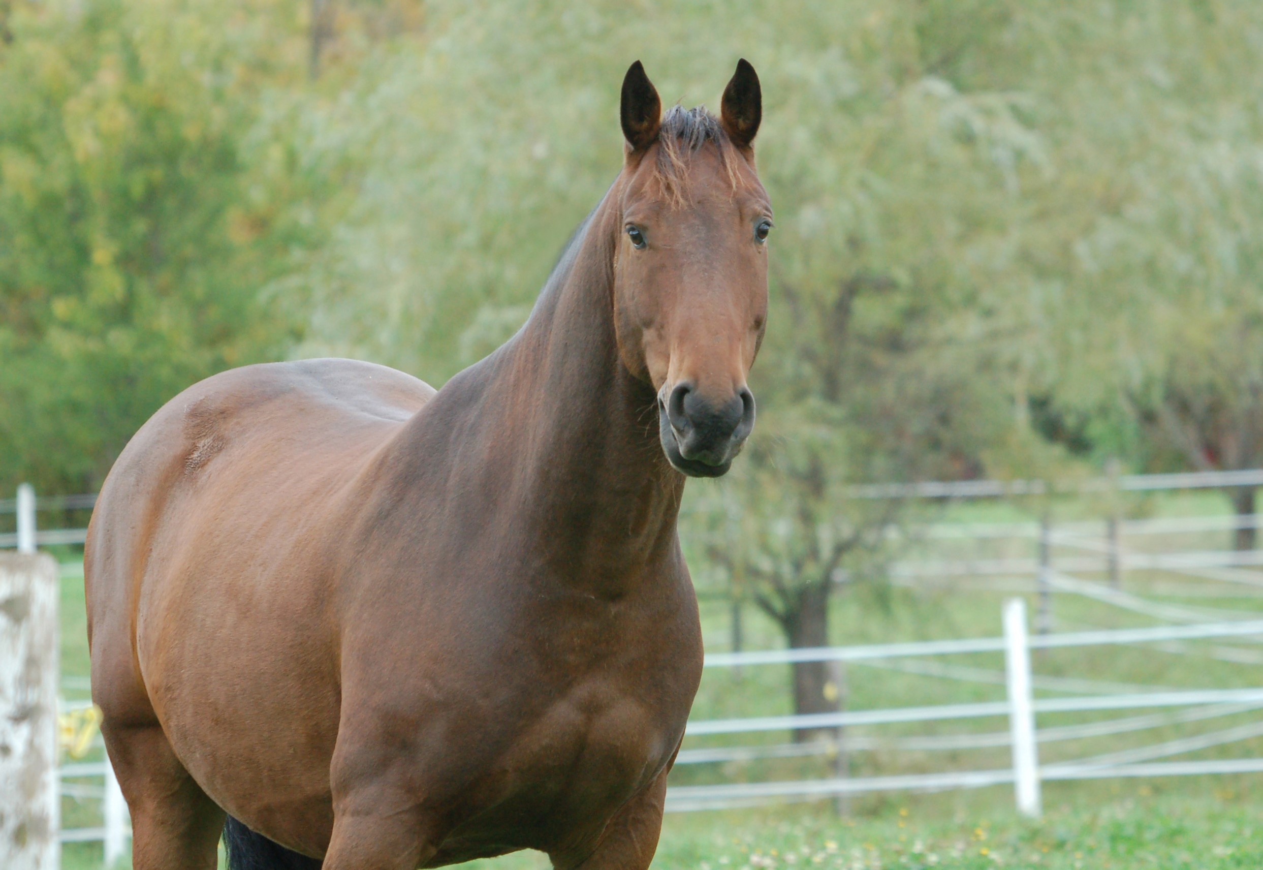Brown horse standing in a field HD Wallpaper