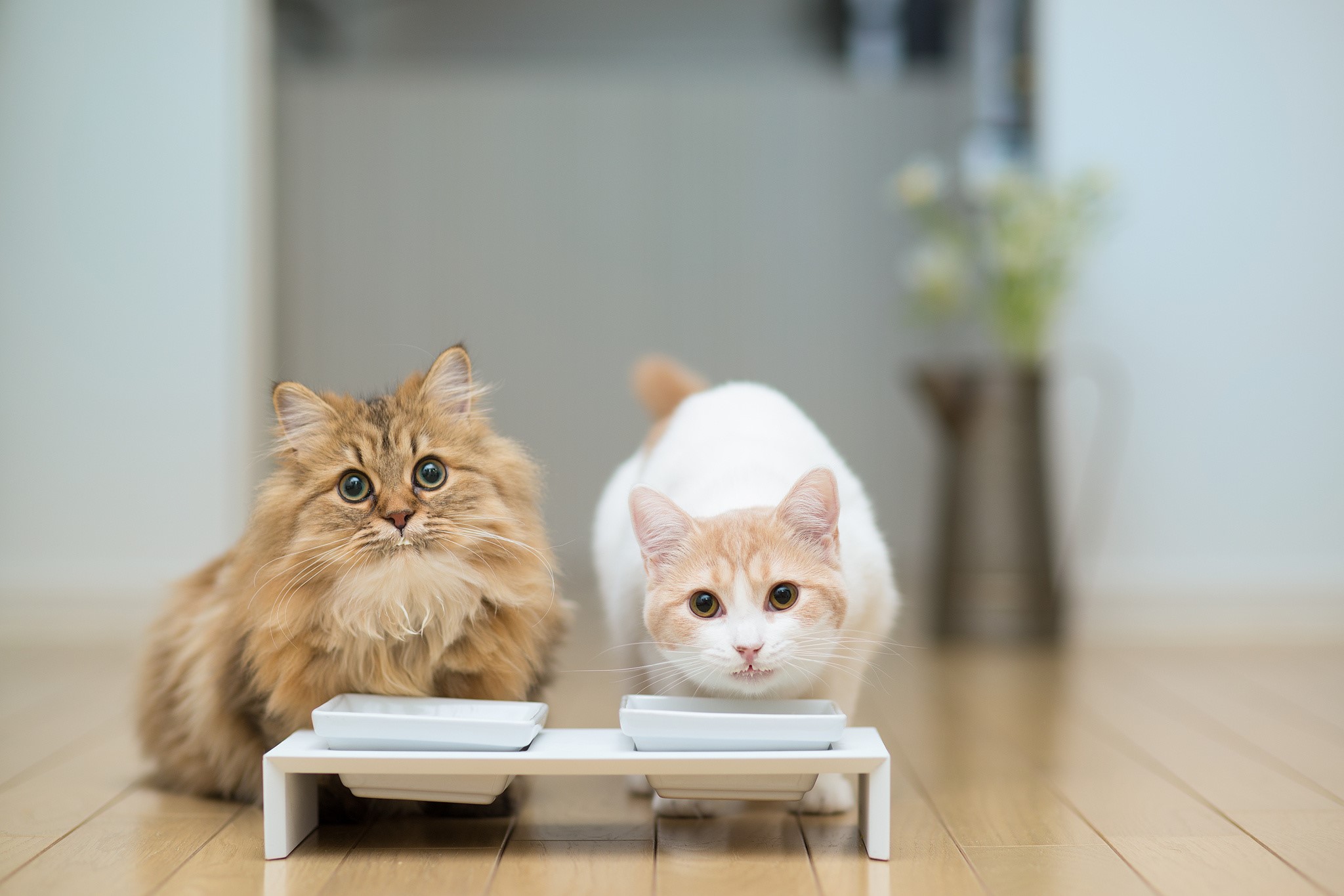 Two cats eating from bowls on a stand HD Wallpaper