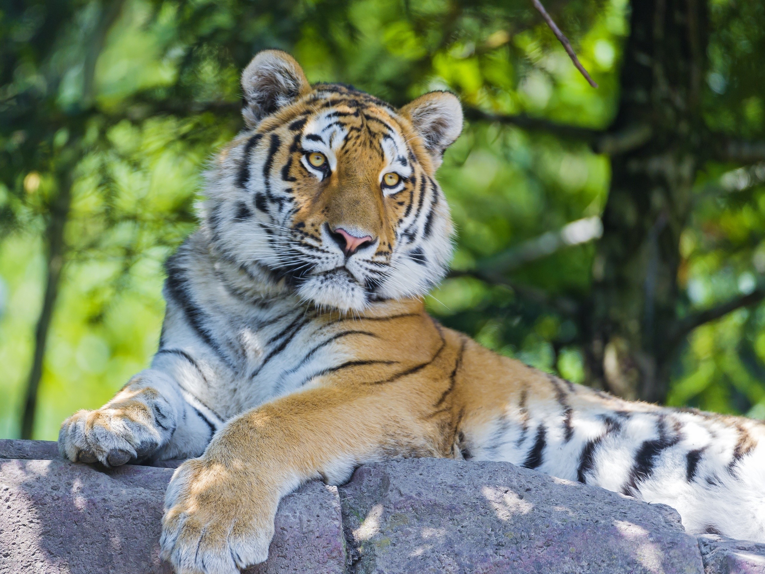 Tiger resting on a rock HD Wallpaper