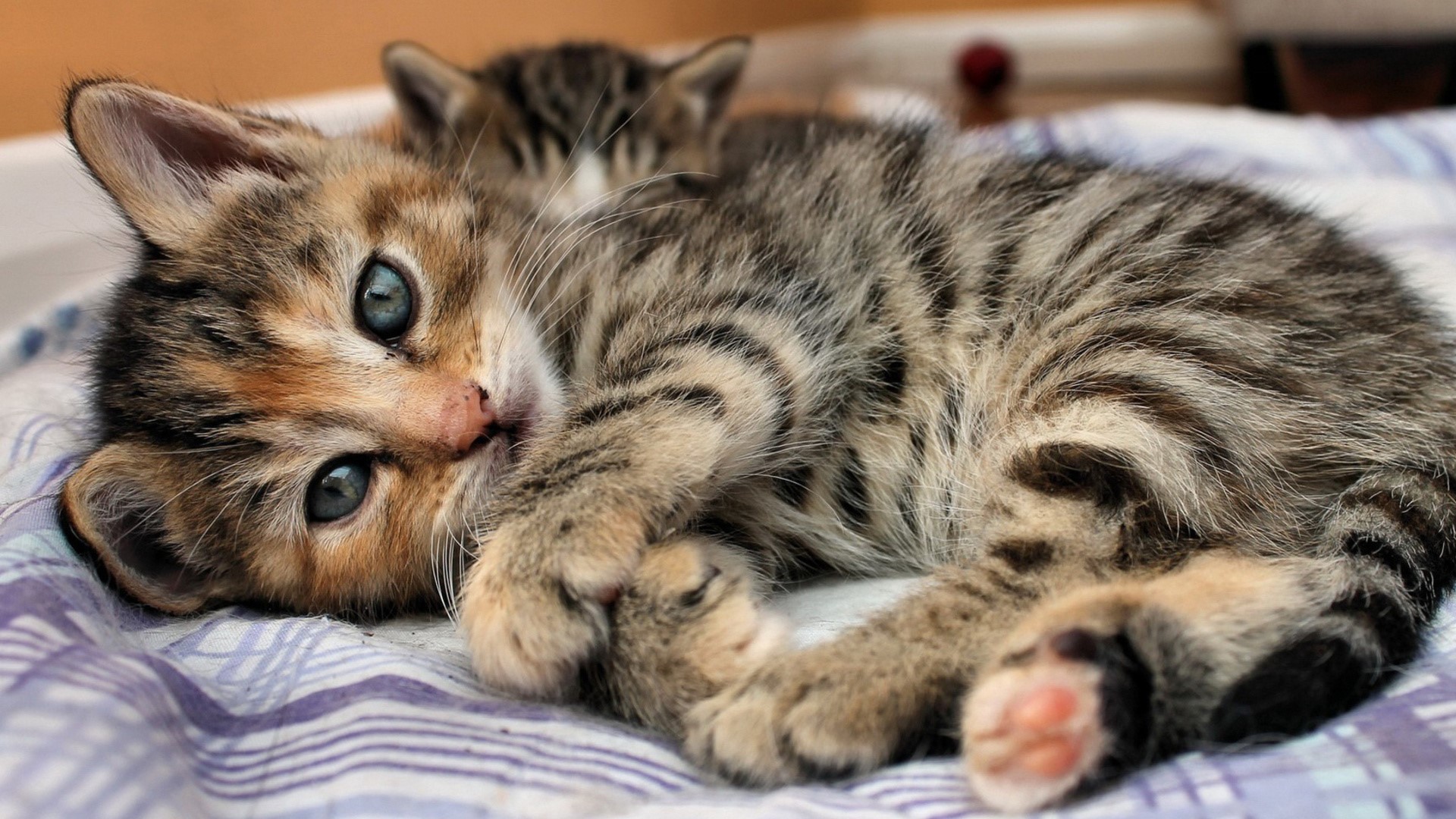 Two tabby kittens resting on a blanket HD Wallpaper