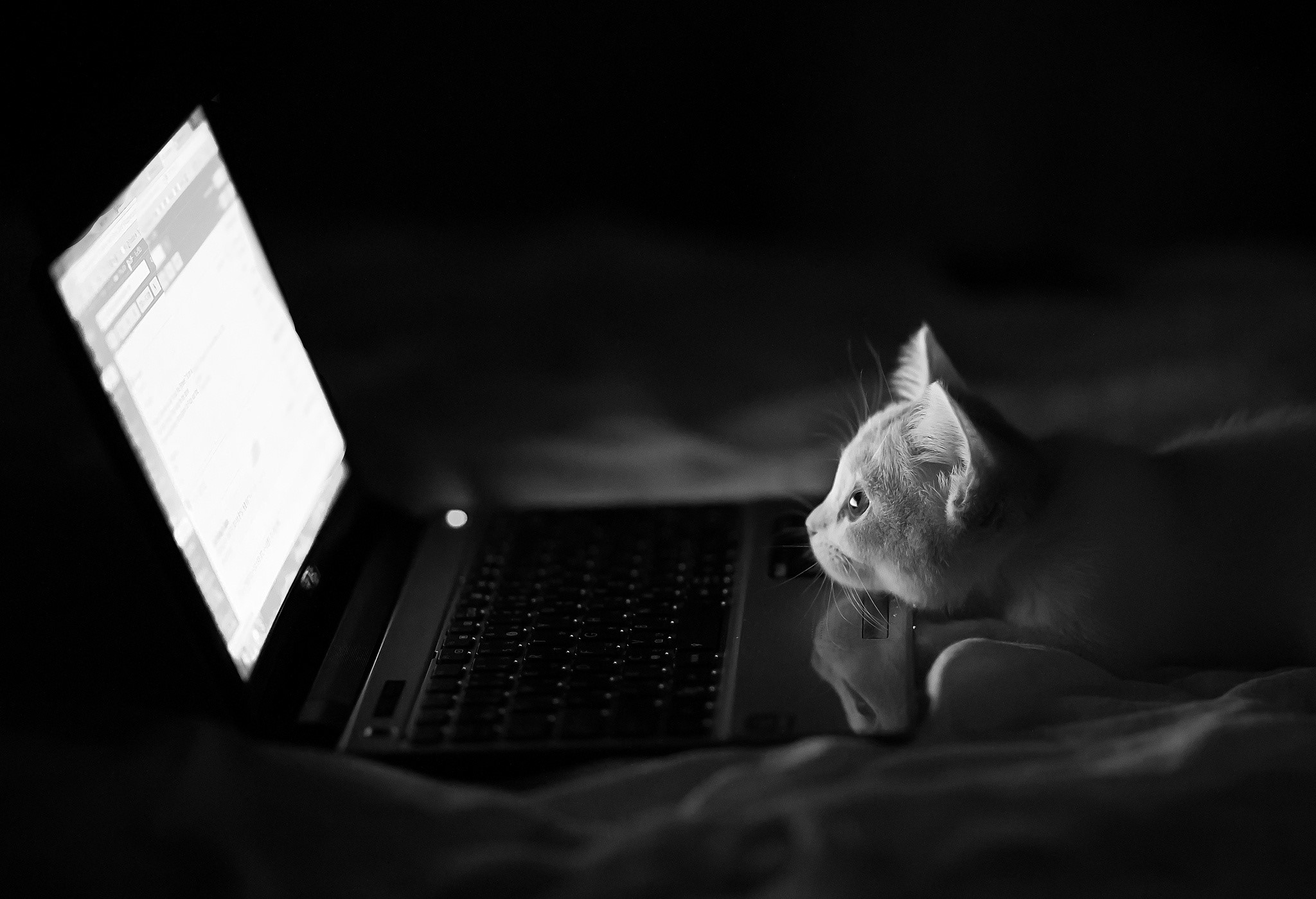 Kitten looking at a laptop screen HD Wallpaper