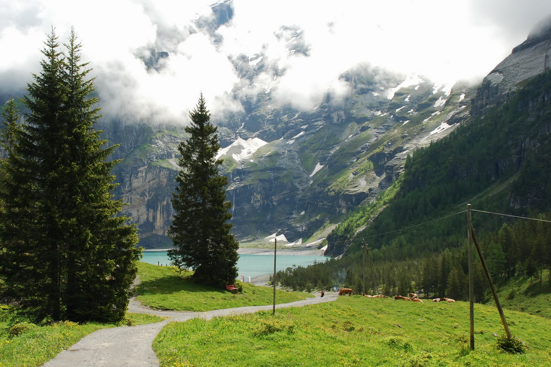 Mountain lake with trees and cows HD Wallpaper