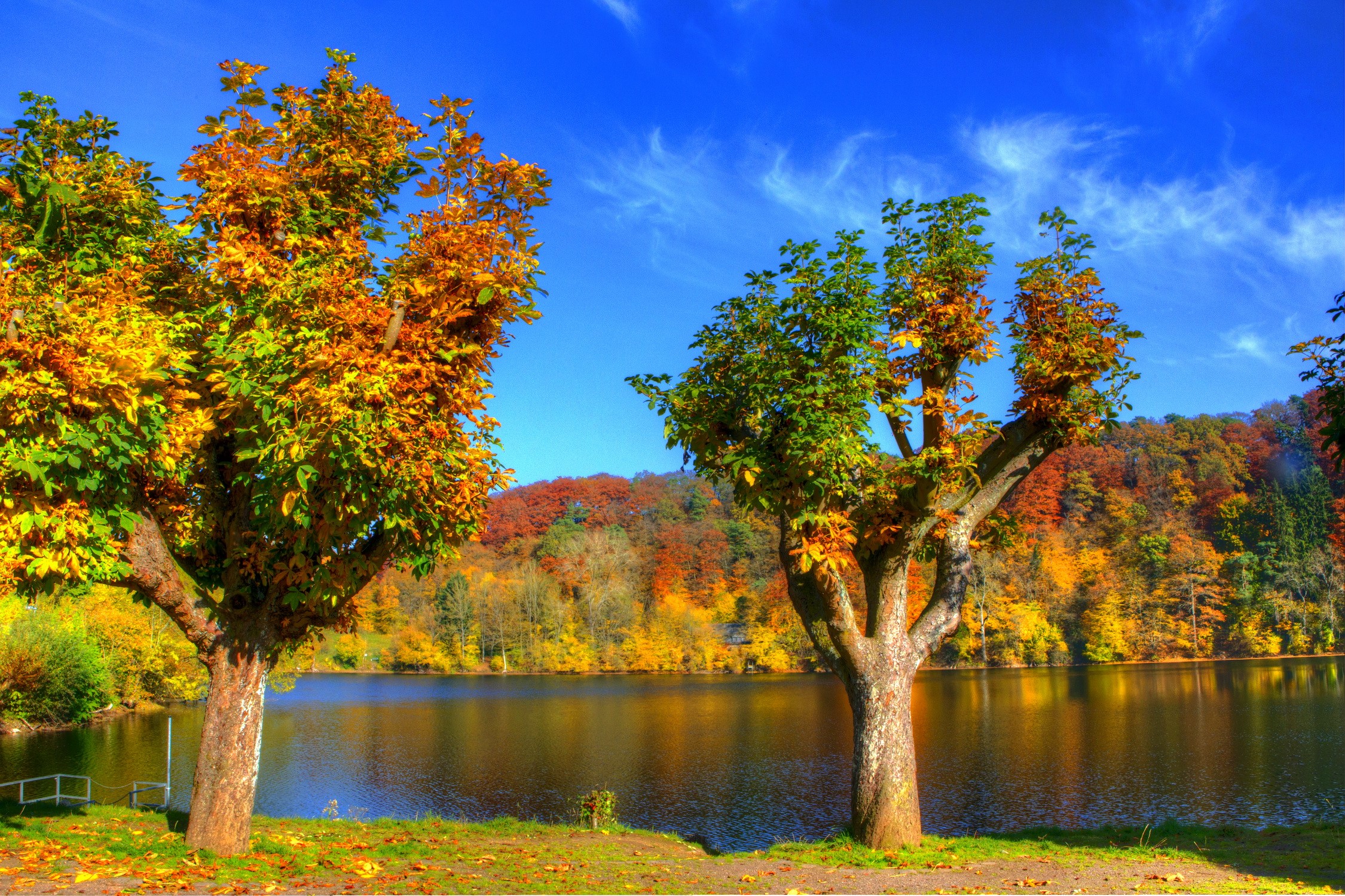 Autumn trees by a lake under a blue sky HD Wallpaper