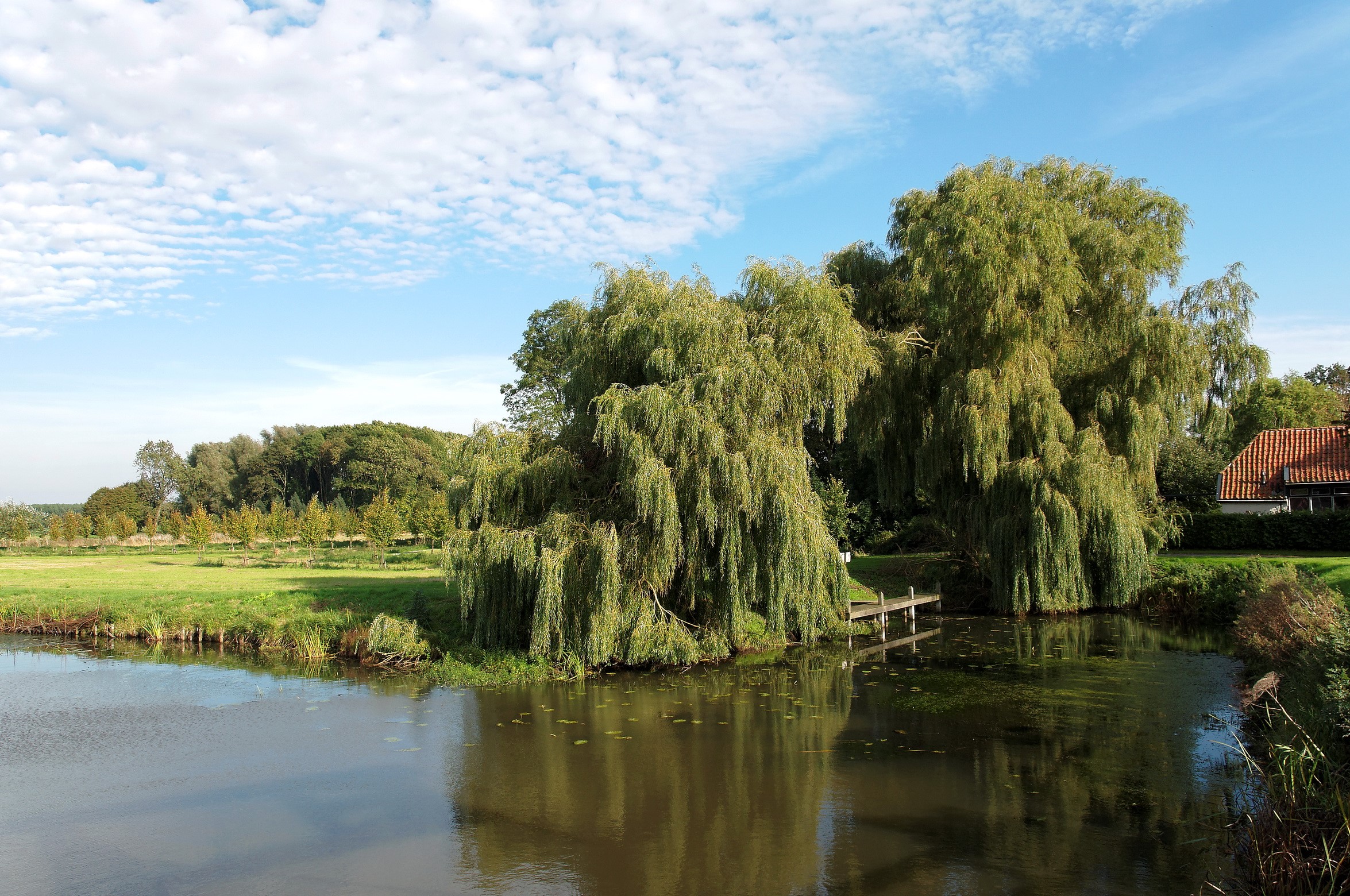 Weeping willows by a calm river with a small dock HD Wallpaper