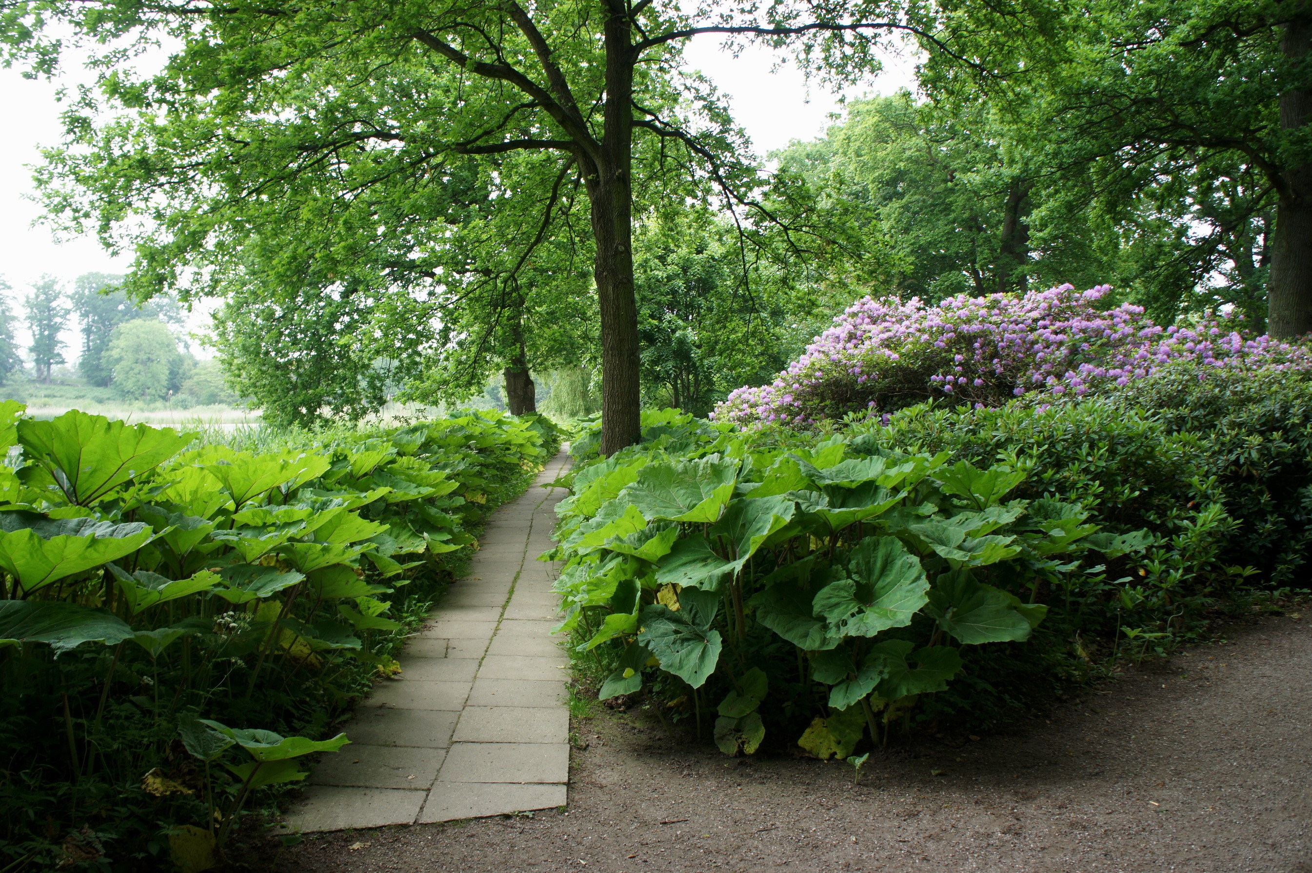 Park path with large green plants and rhododendrons HD Wallpaper