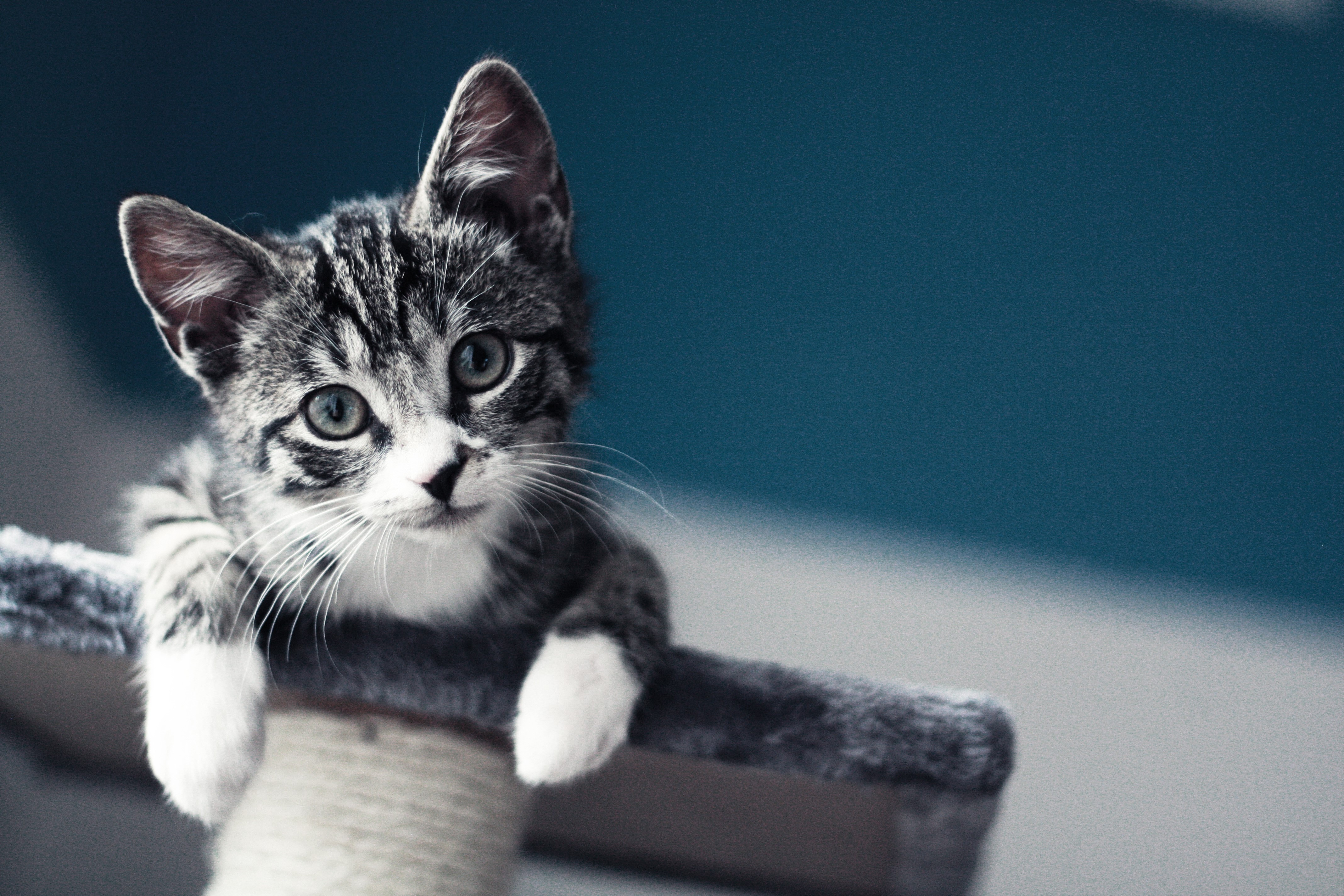 Tabby Kitten on a Cat Tree HD Wallpaper