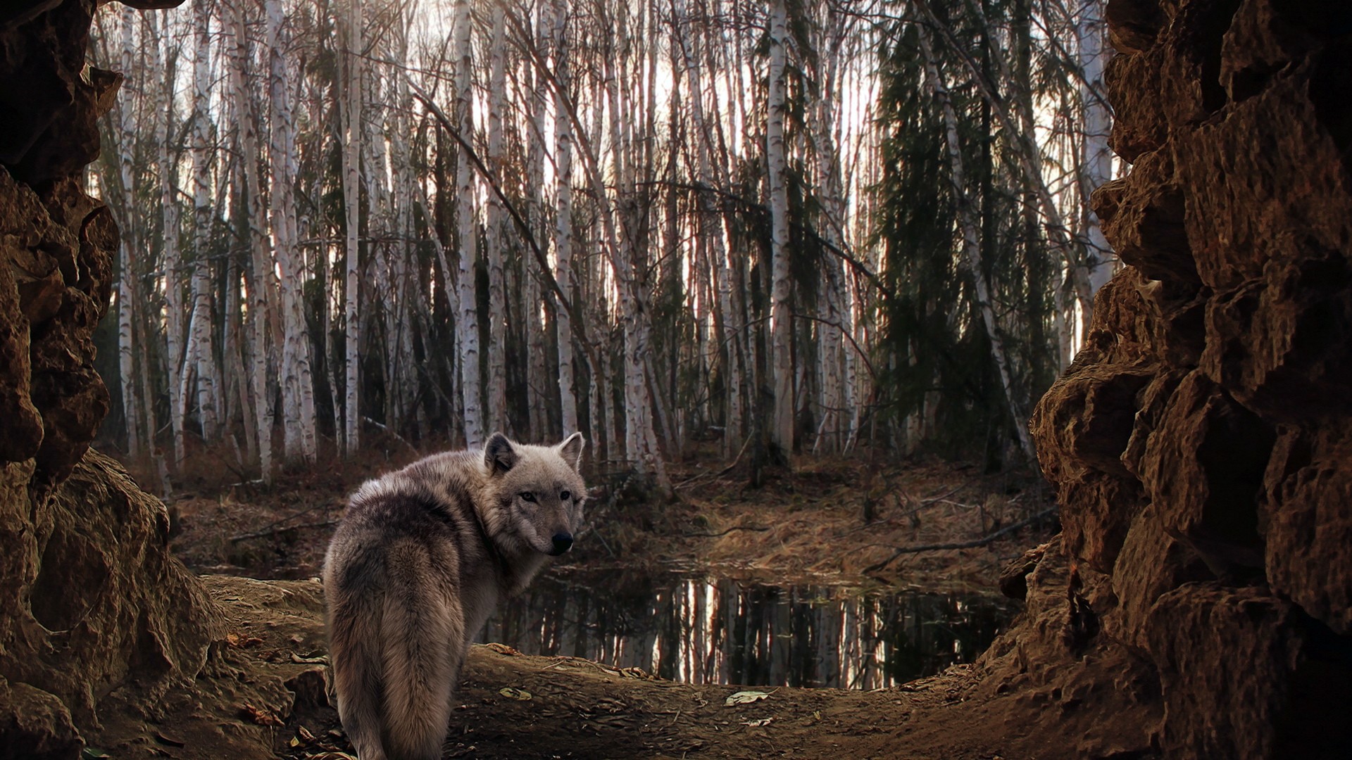 Wolf in a forest clearing HD Wallpaper