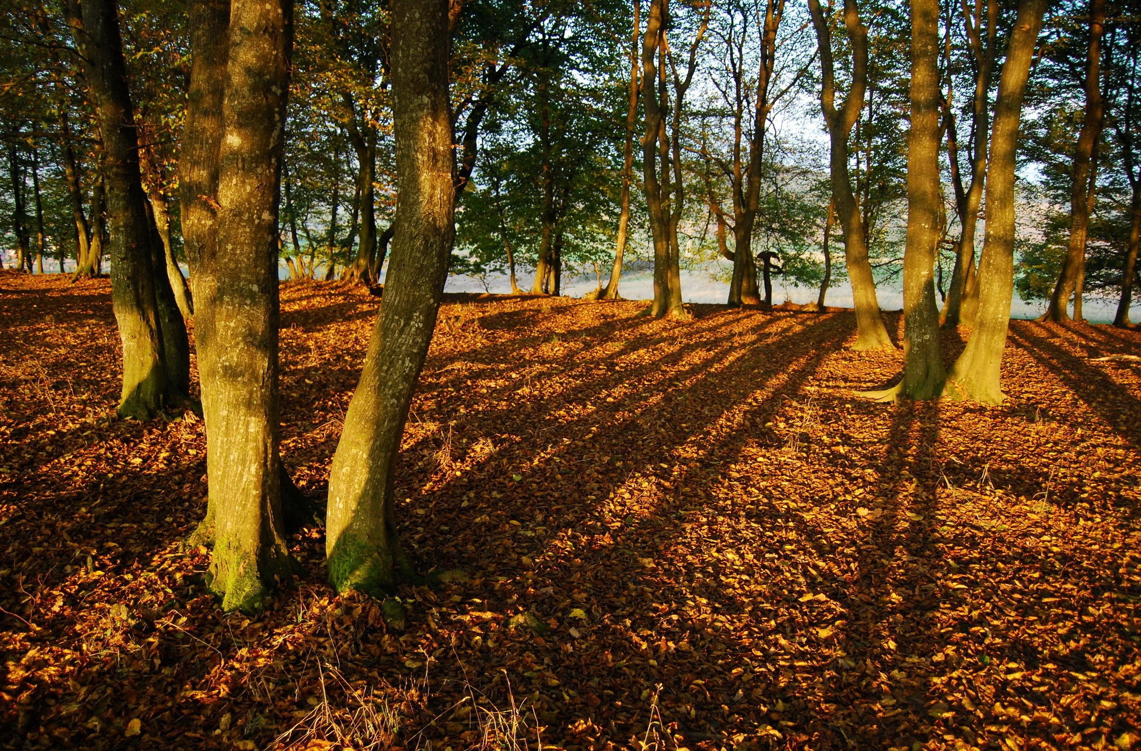 Autumn forest with fallen leaves and long shadows HD Wallpaper