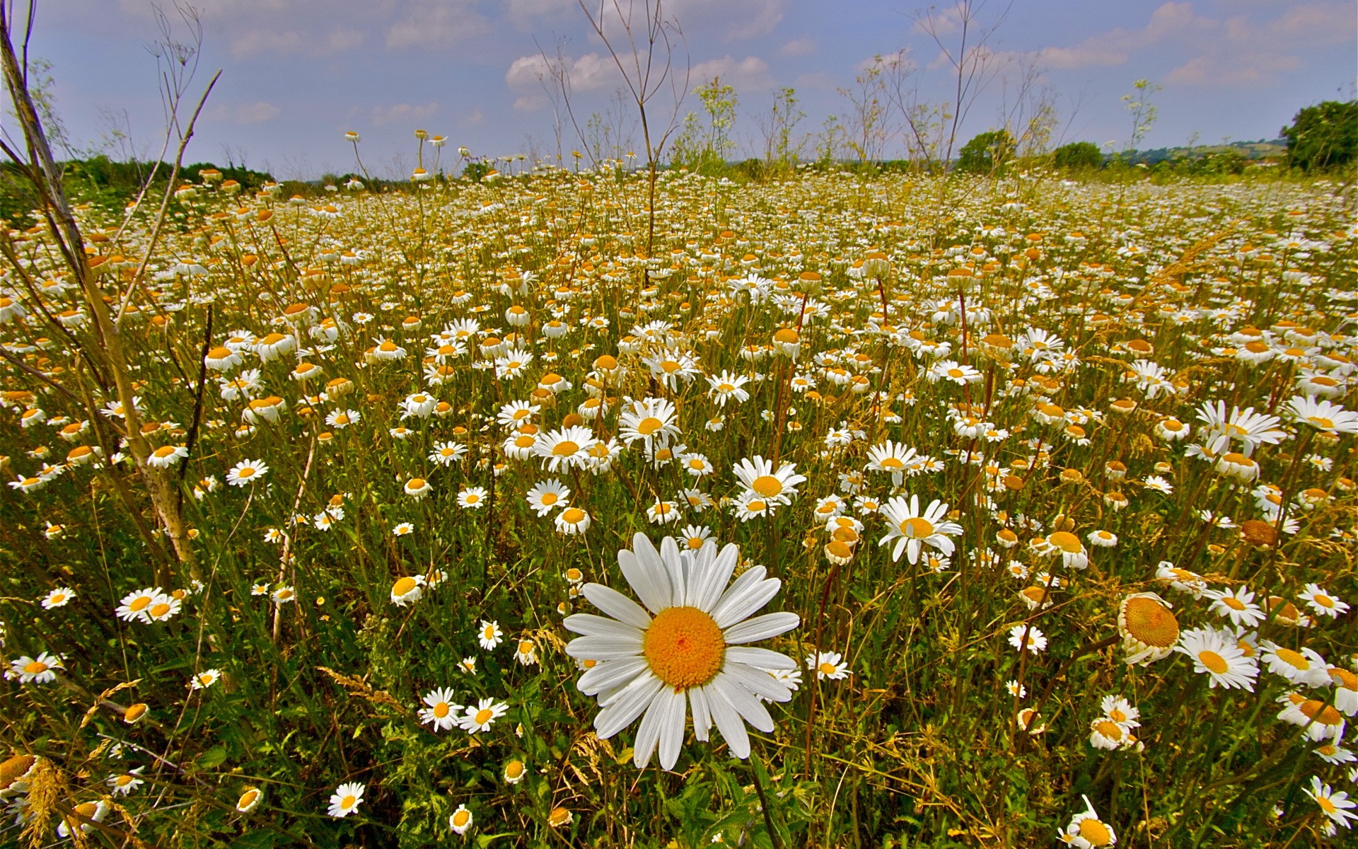 Field of Chamomile Flowers Under a Blue Sky HD Wallpaper