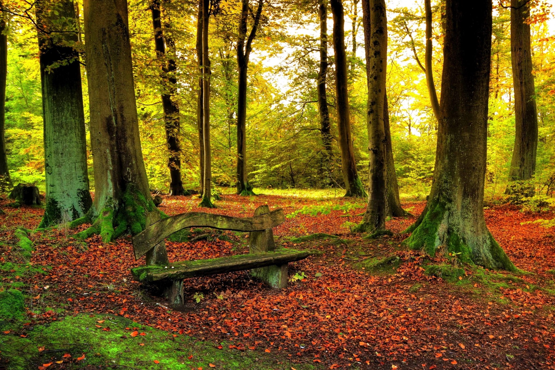 Autumn forest with a wooden bench HD Wallpaper