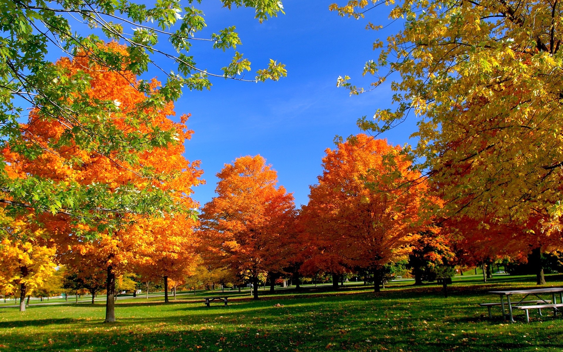Autumn park with colorful trees and picnic tables HD Wallpaper