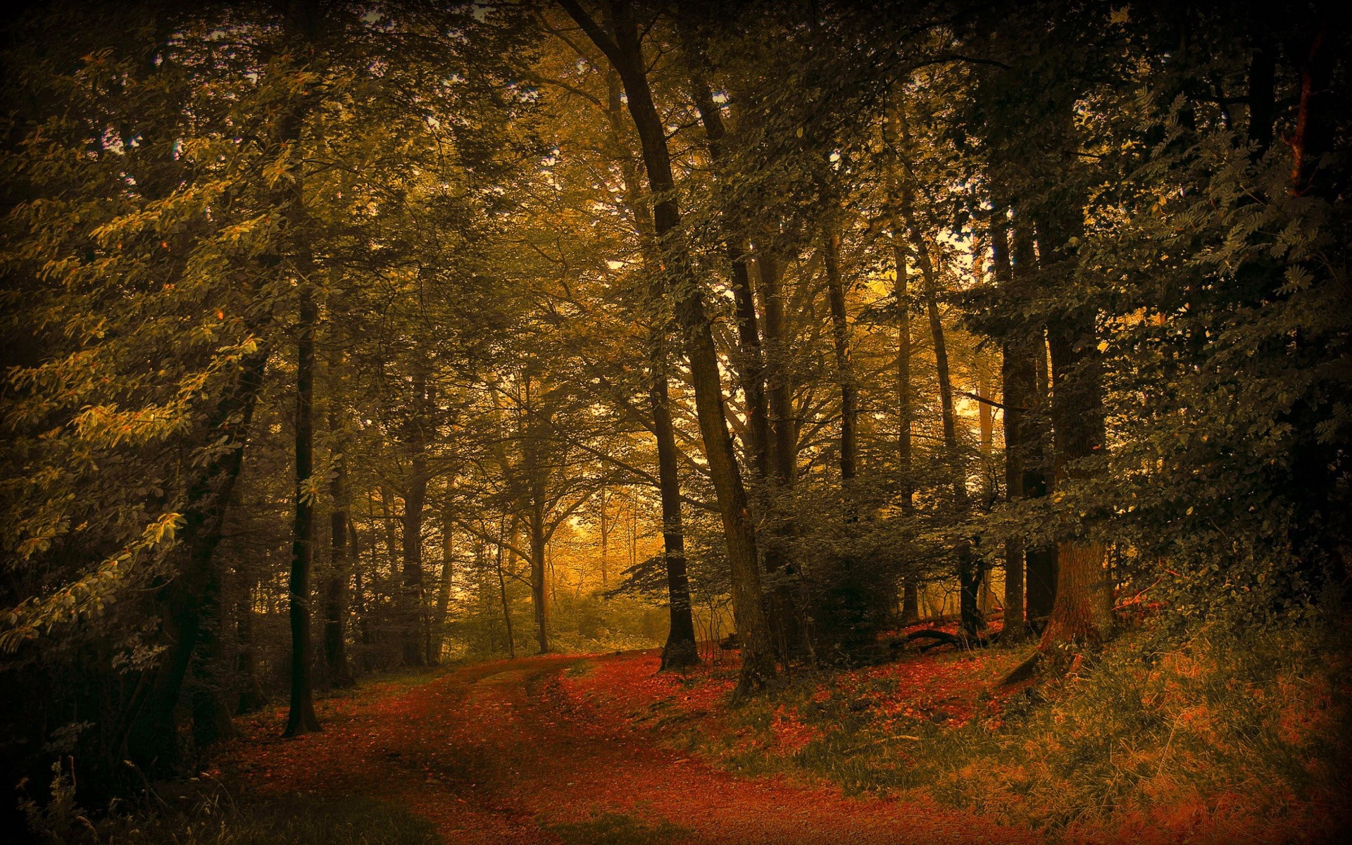 Autumn forest path with fallen leaves HD Wallpaper