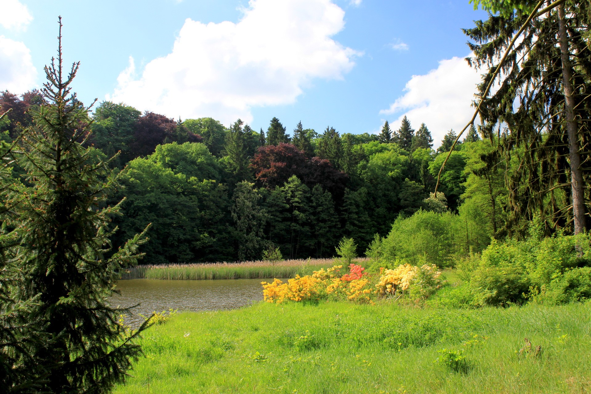 Lake and forest with colorful flowers HD Wallpaper