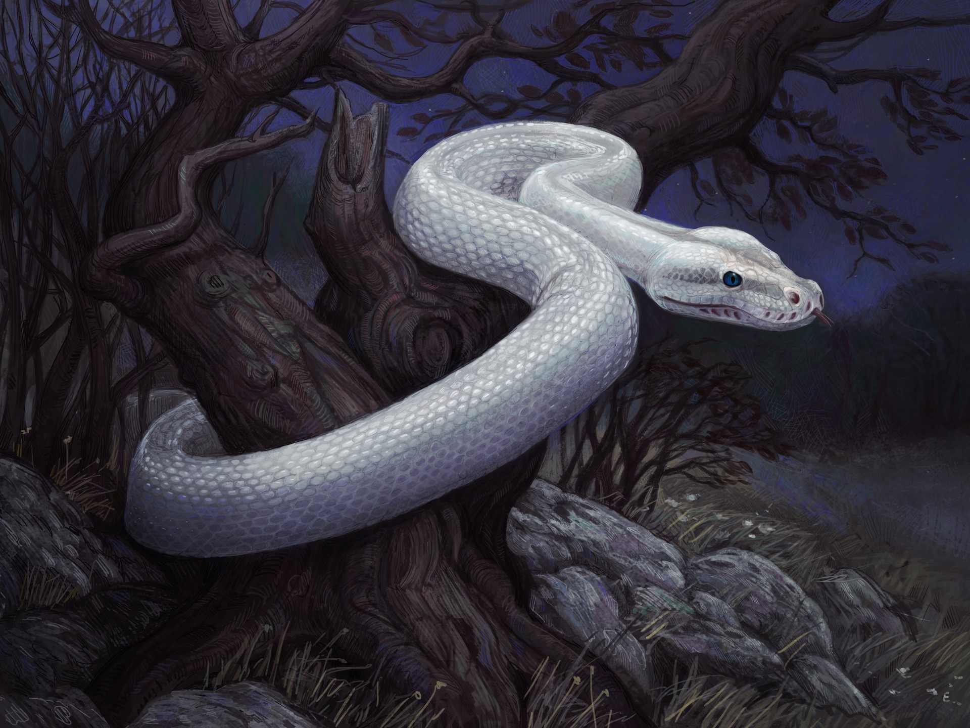 White snake coiled on a tree at night HD Wallpaper