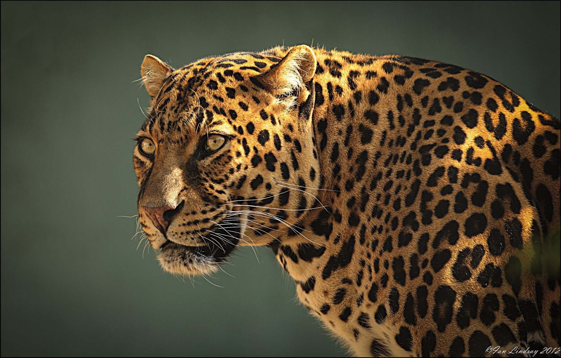 Leopard portrait HD Wallpaper