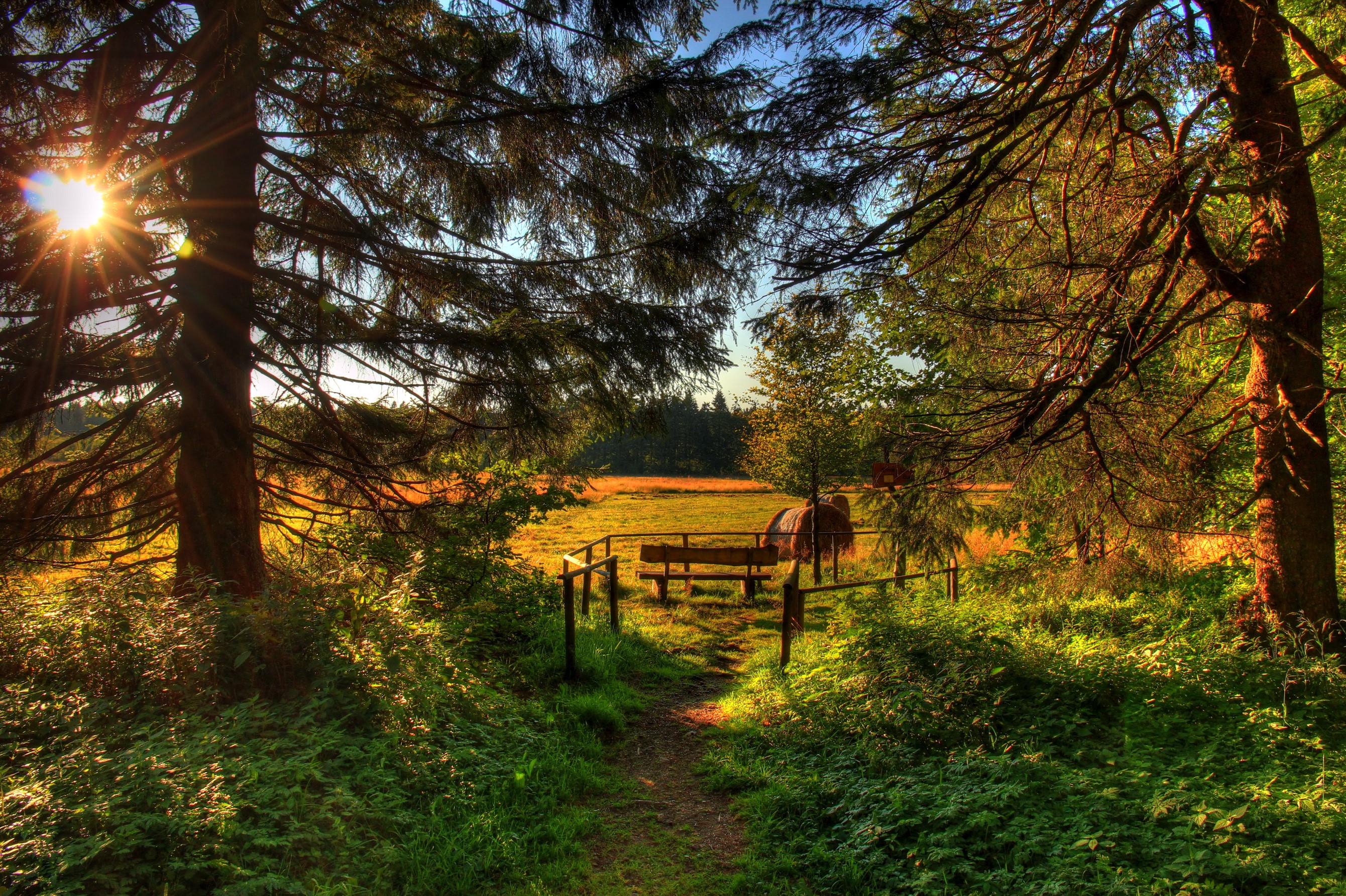 Path through forest to a field with a bench and horse HD Wallpaper