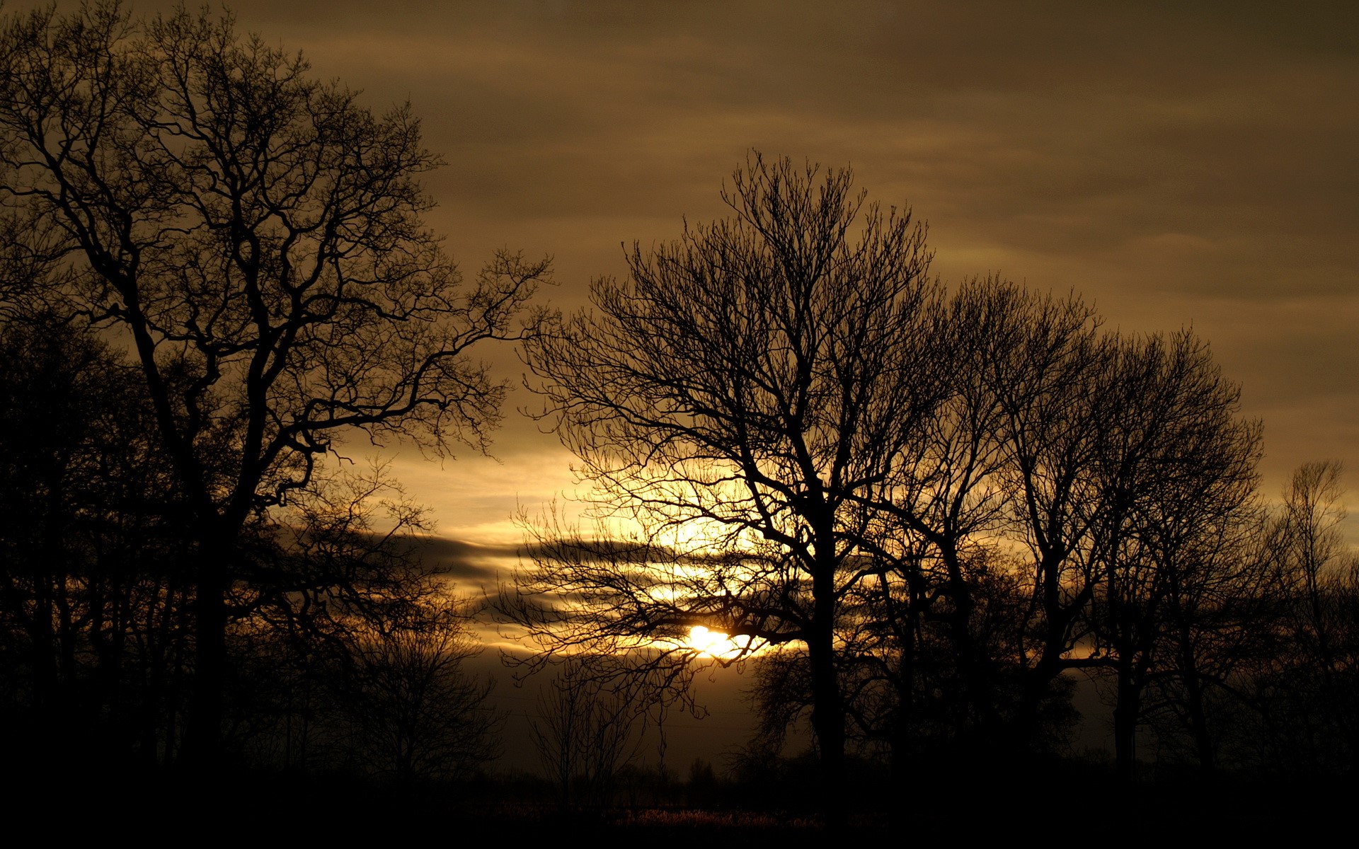 Bare trees silhouetted against a cloudy sunset HD Wallpaper