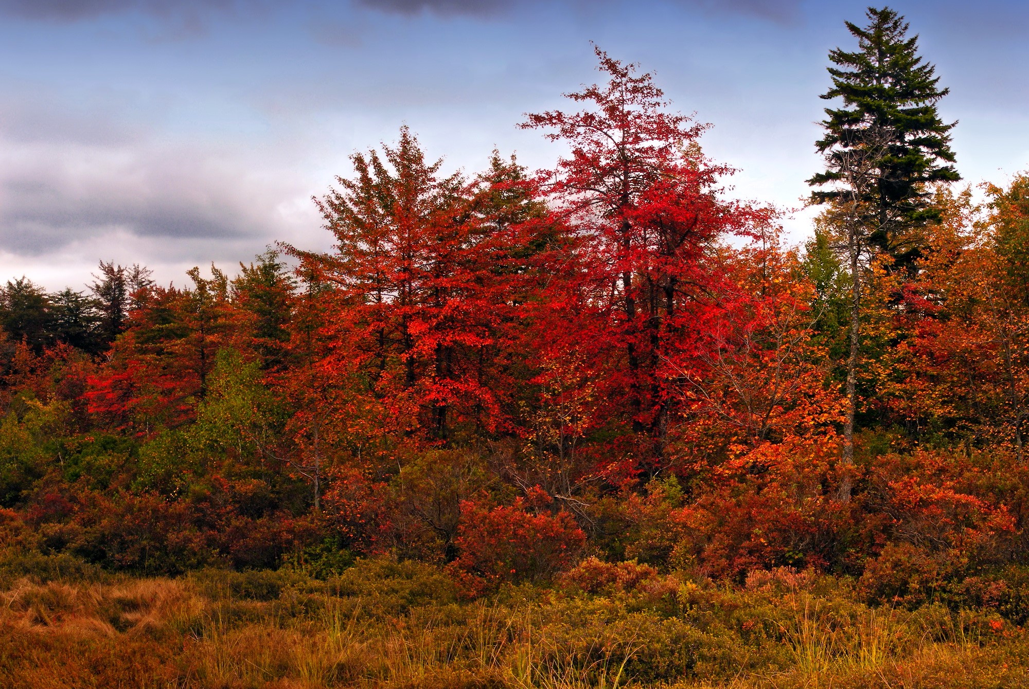 Autumn forest with red and orange trees HD Wallpaper