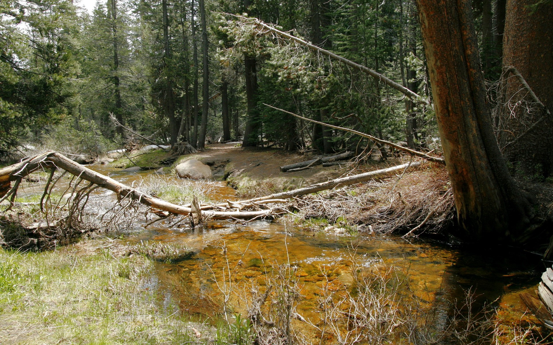 Forest stream with fallen trees and rocks HD Wallpaper