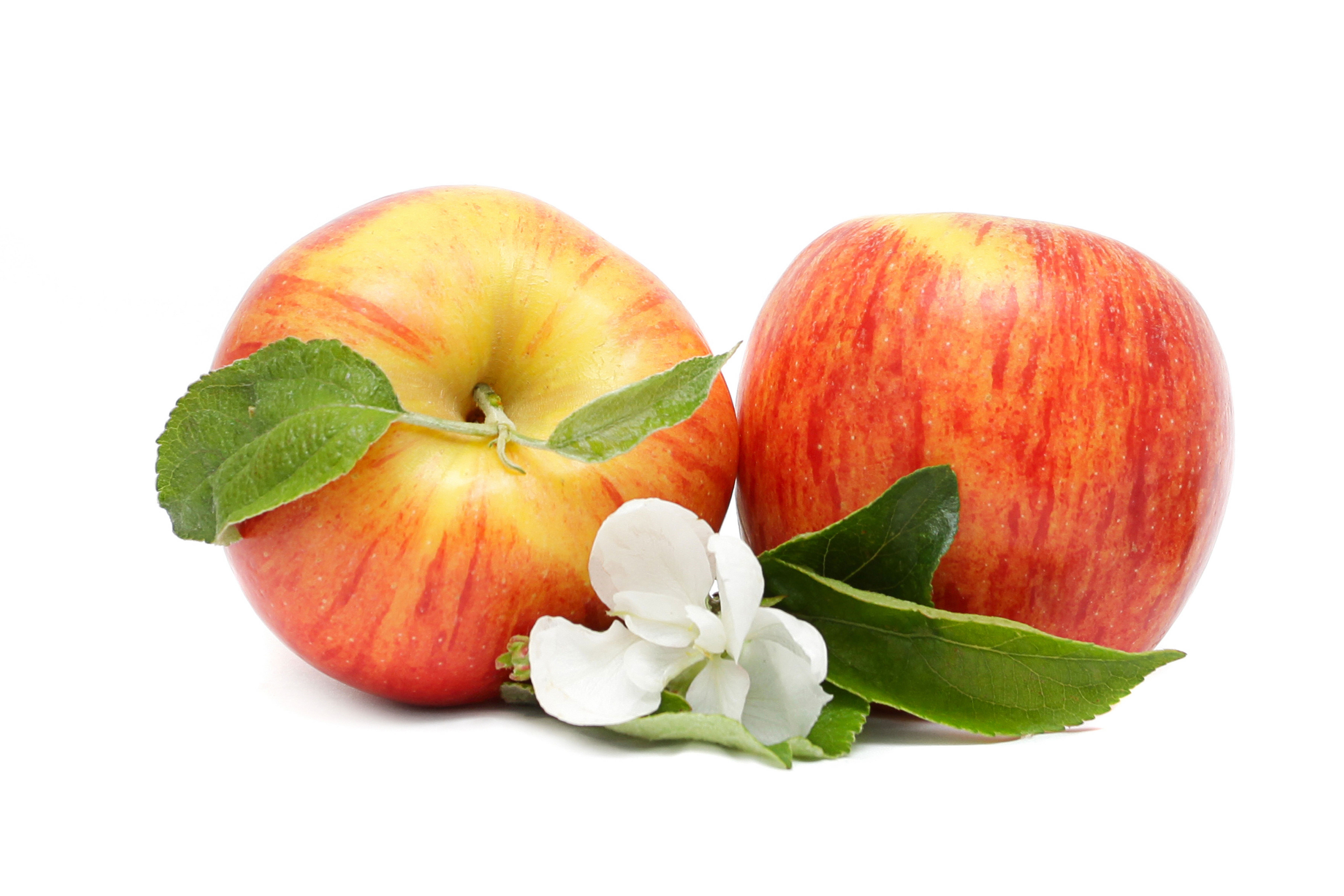 Two red and yellow apples with leaves and a flower HD Wallpaper