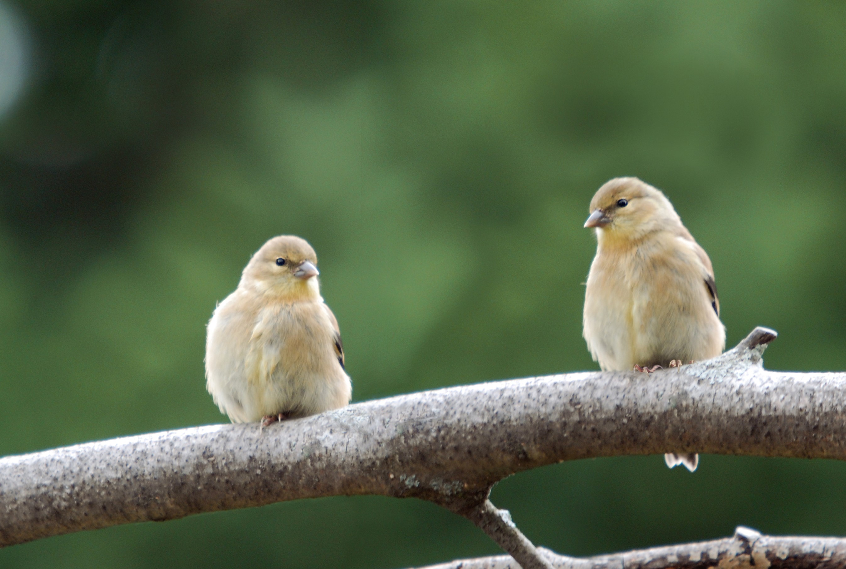 Two American Goldfinches perched on a branch HD Wallpaper