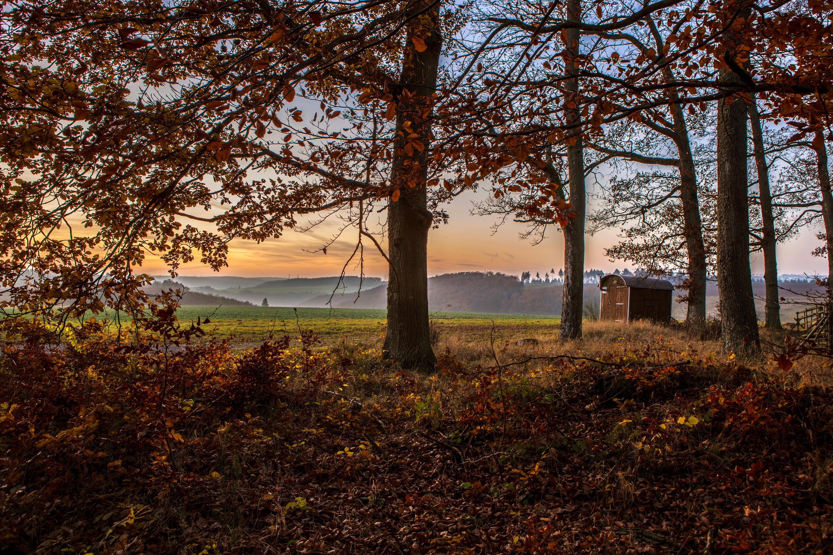Autumn forest with a small wooden shed HD Wallpaper