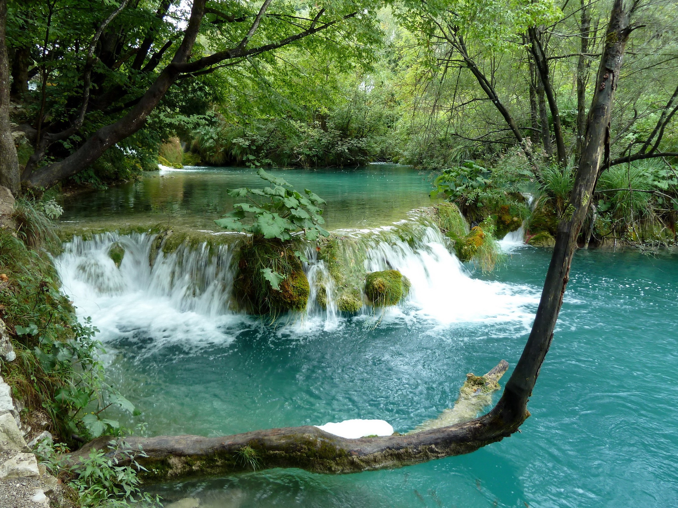 Turquoise water cascades over mossy rocks in a forest HD Wallpaper