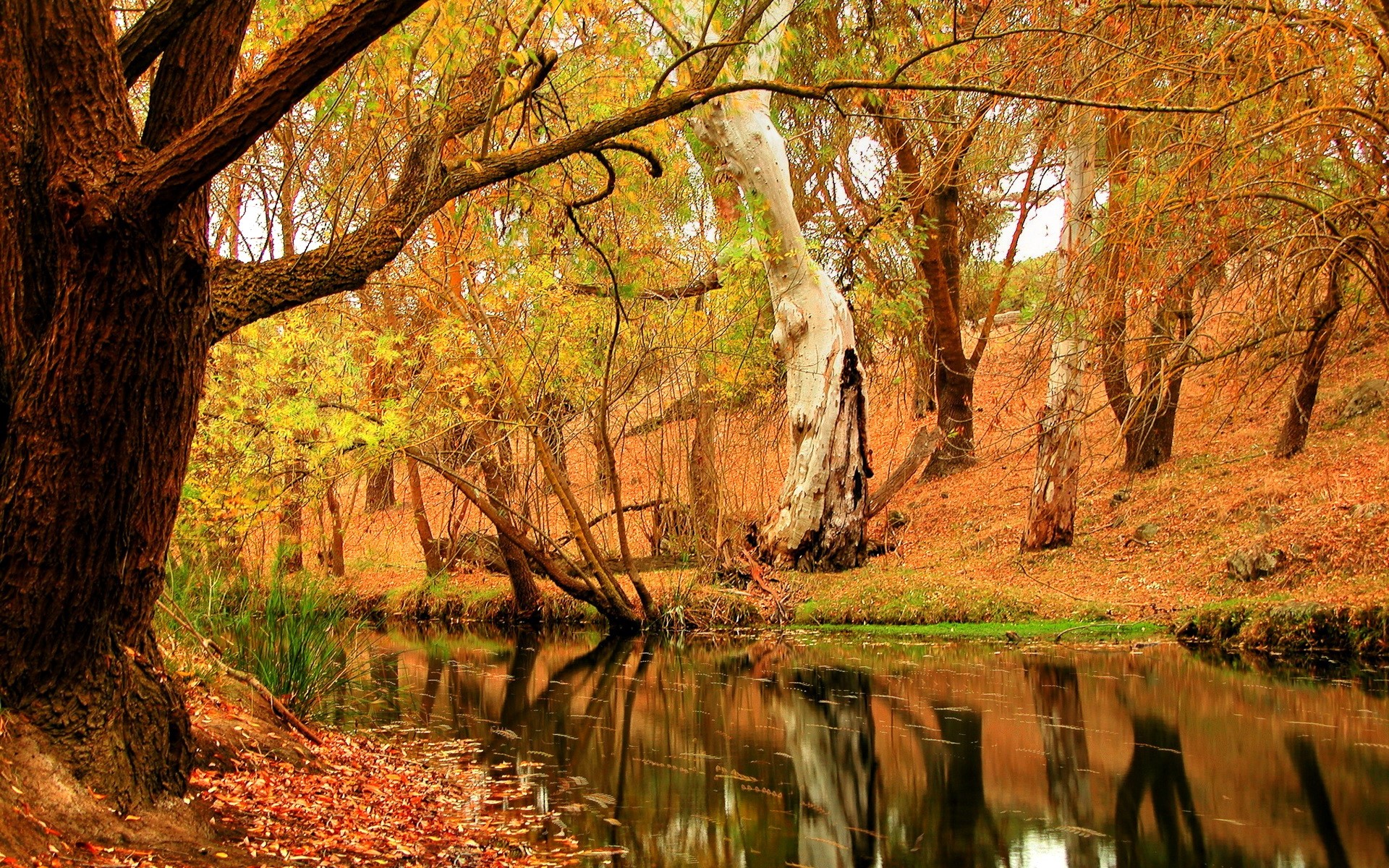 Autumn forest with a river and fallen leaves HD Wallpaper
