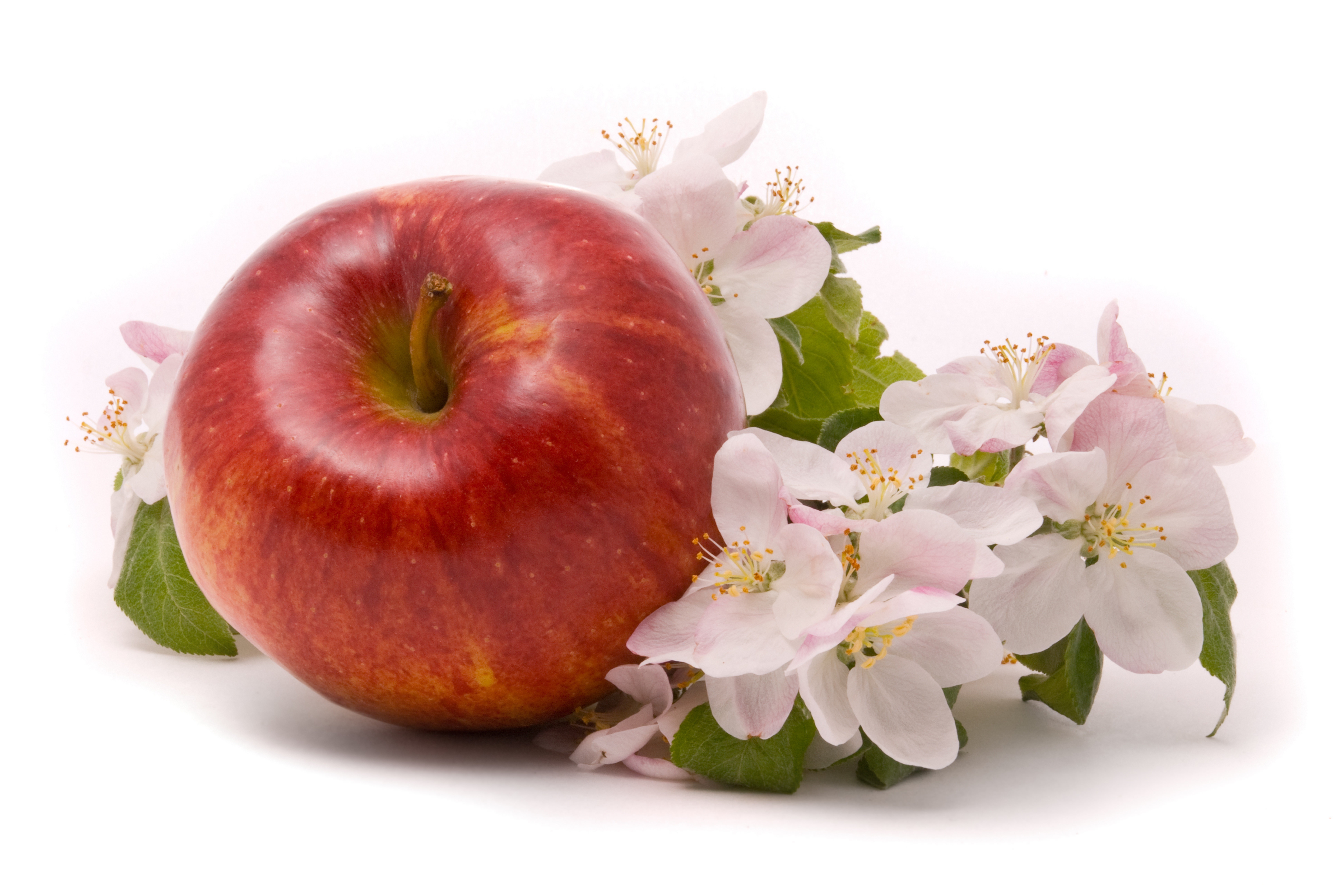 Red apple with apple blossoms HD Wallpaper