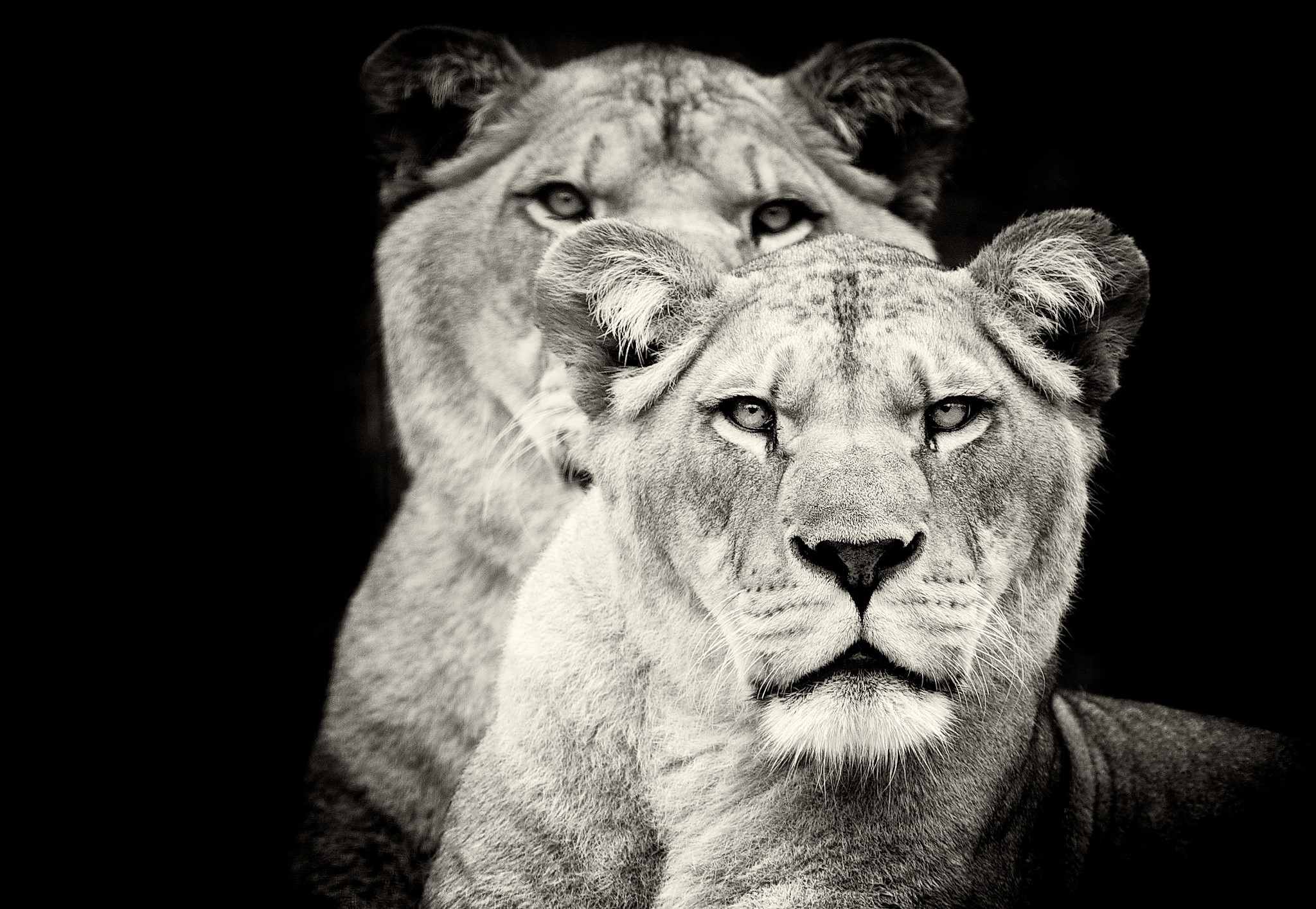 Two lions against a black background HD Wallpaper