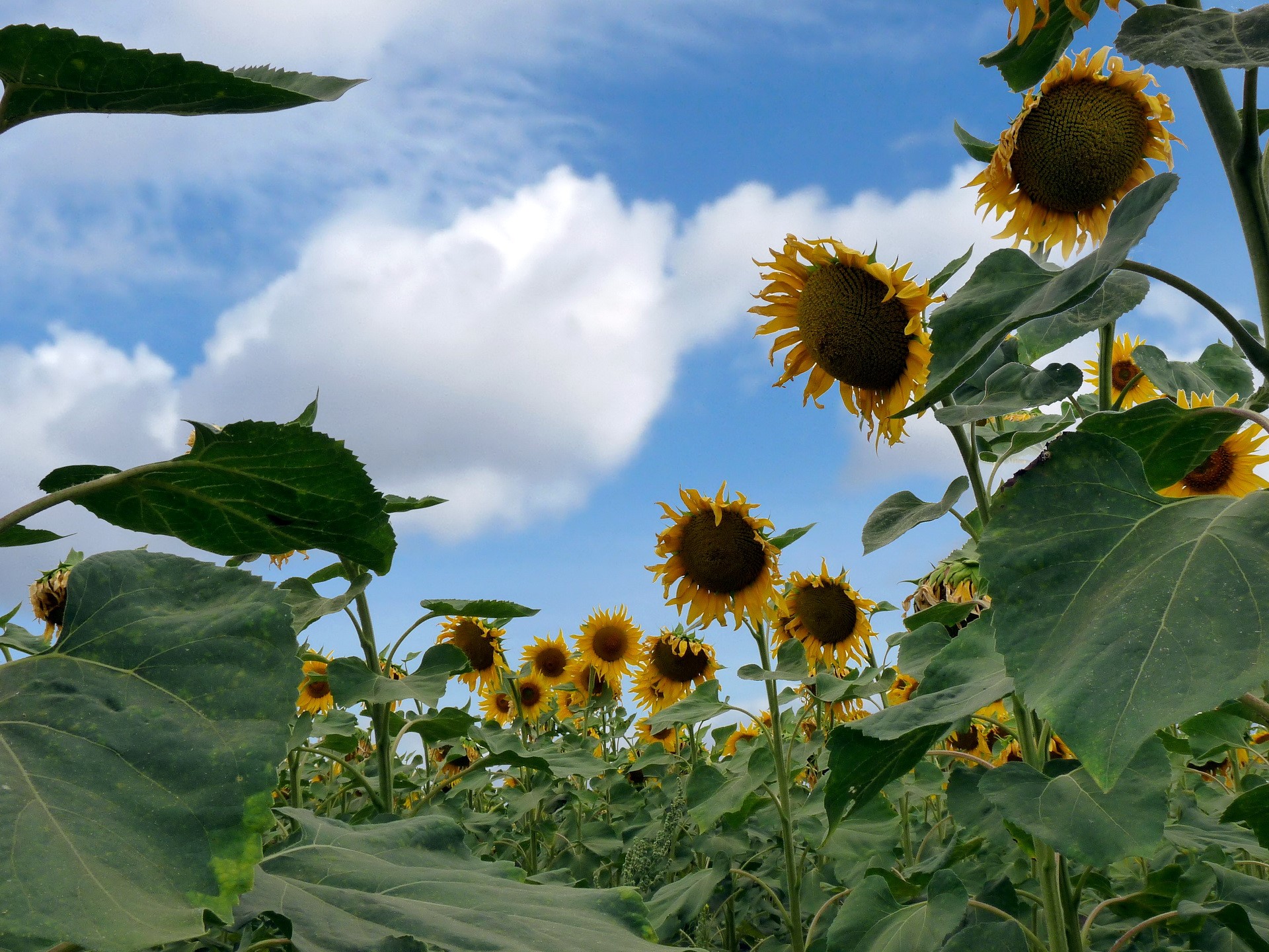 Field of Sunflowers under a Cloudy Sky HD Wallpaper