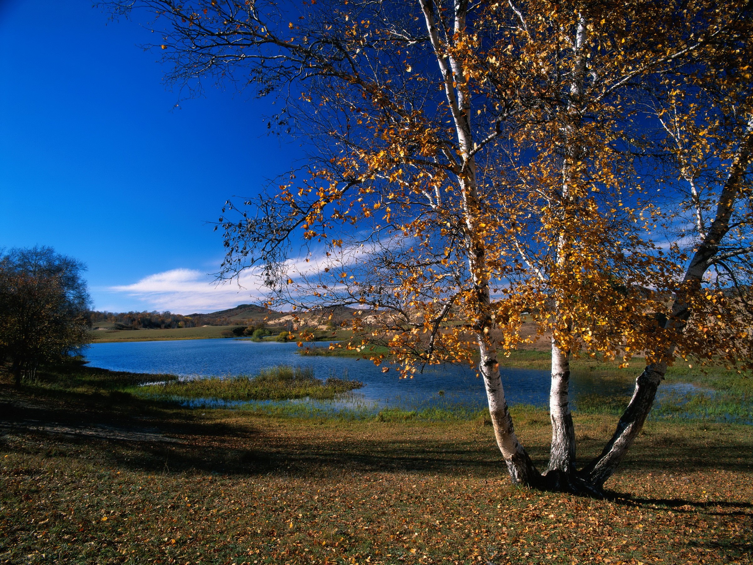 Autumn Birch Trees by a Lake HD Wallpaper
