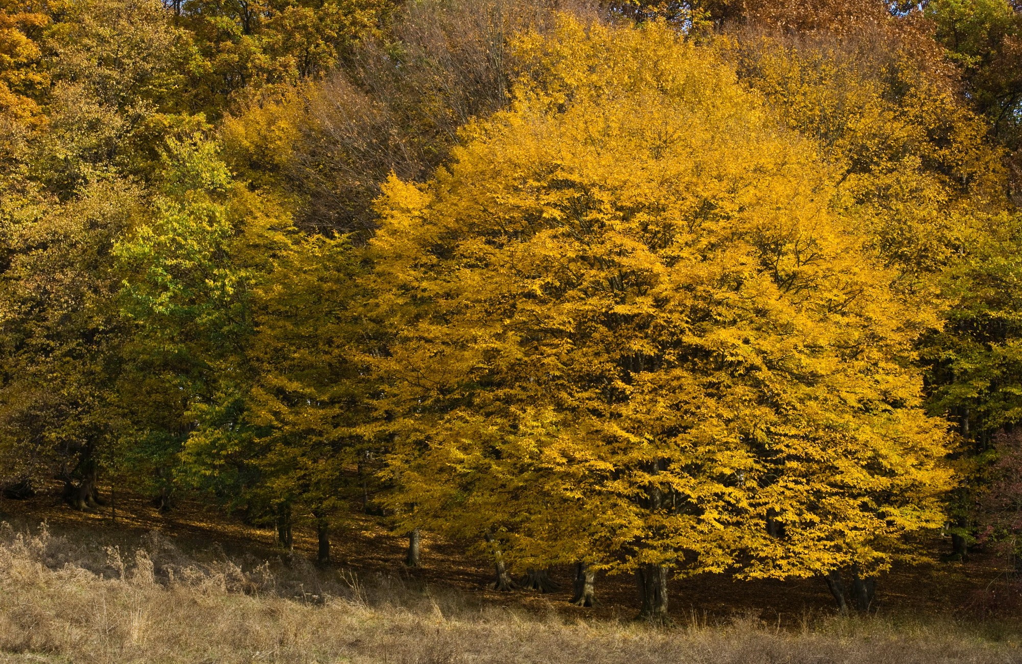 Autumn forest with yellow and green trees HD Wallpaper