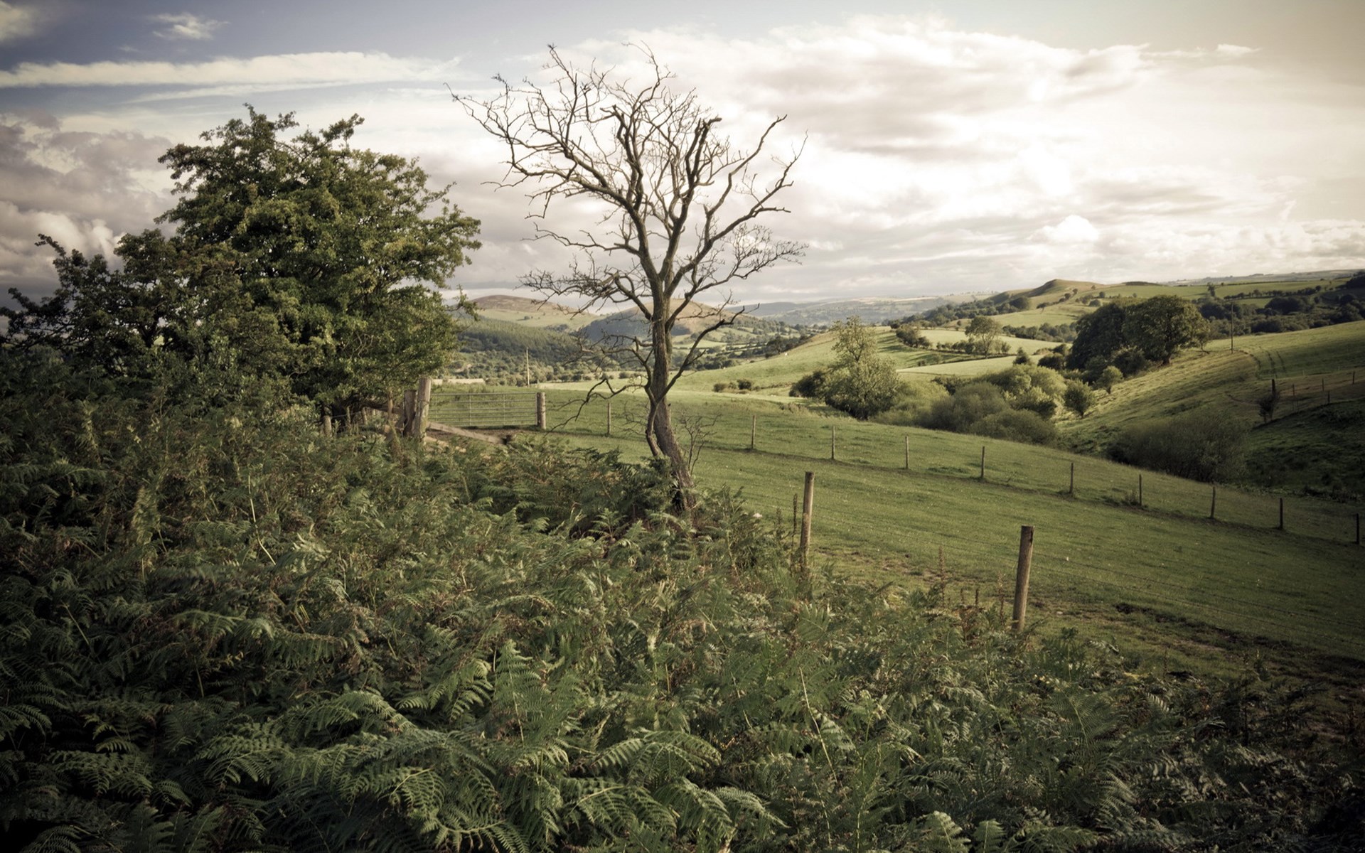 A desolate tree stands in a rolling green landscape under a cloudy sky. HD Wallpaper