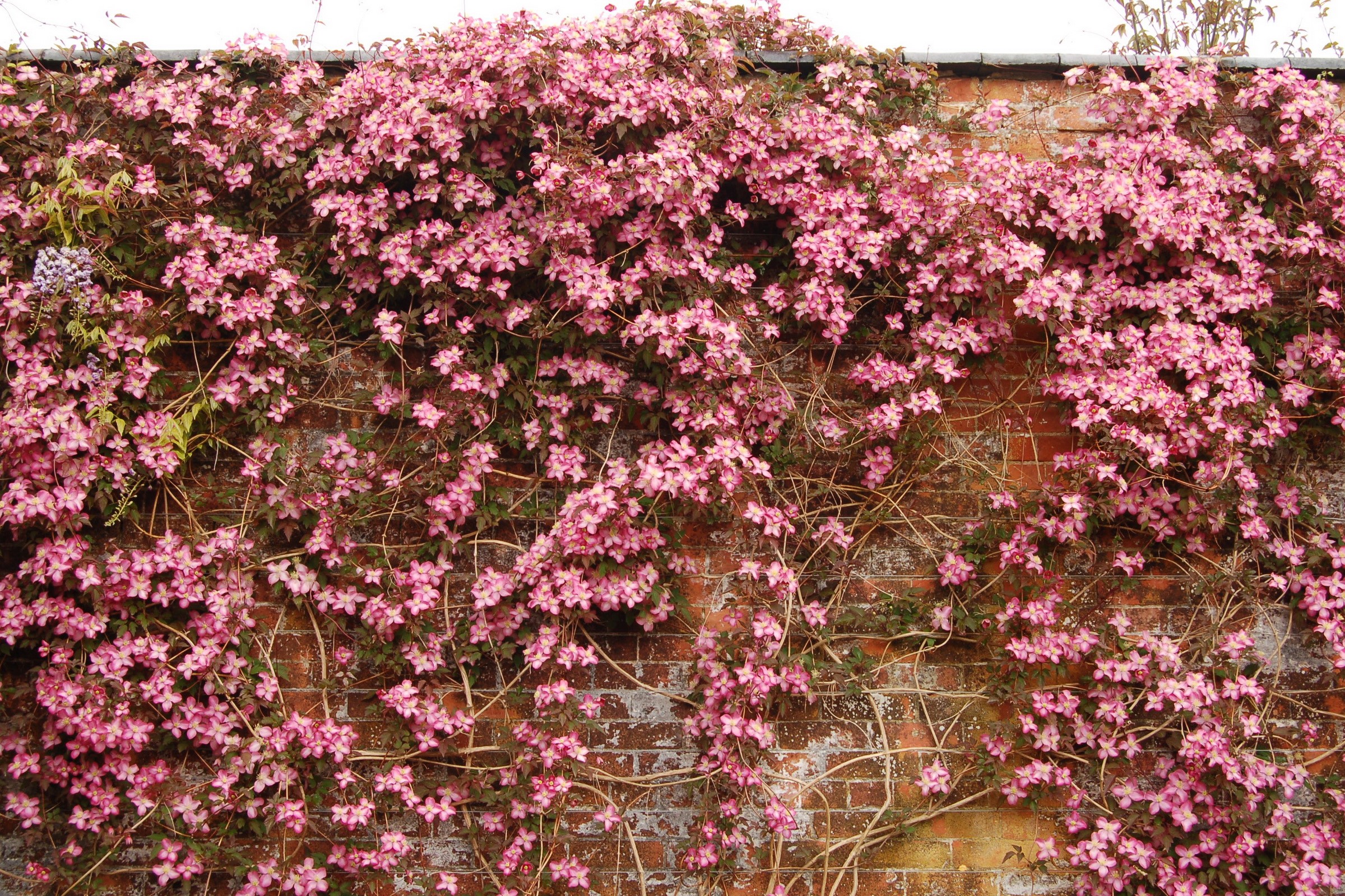 Clematis vine with pink flowers on a brick wall HD Wallpaper