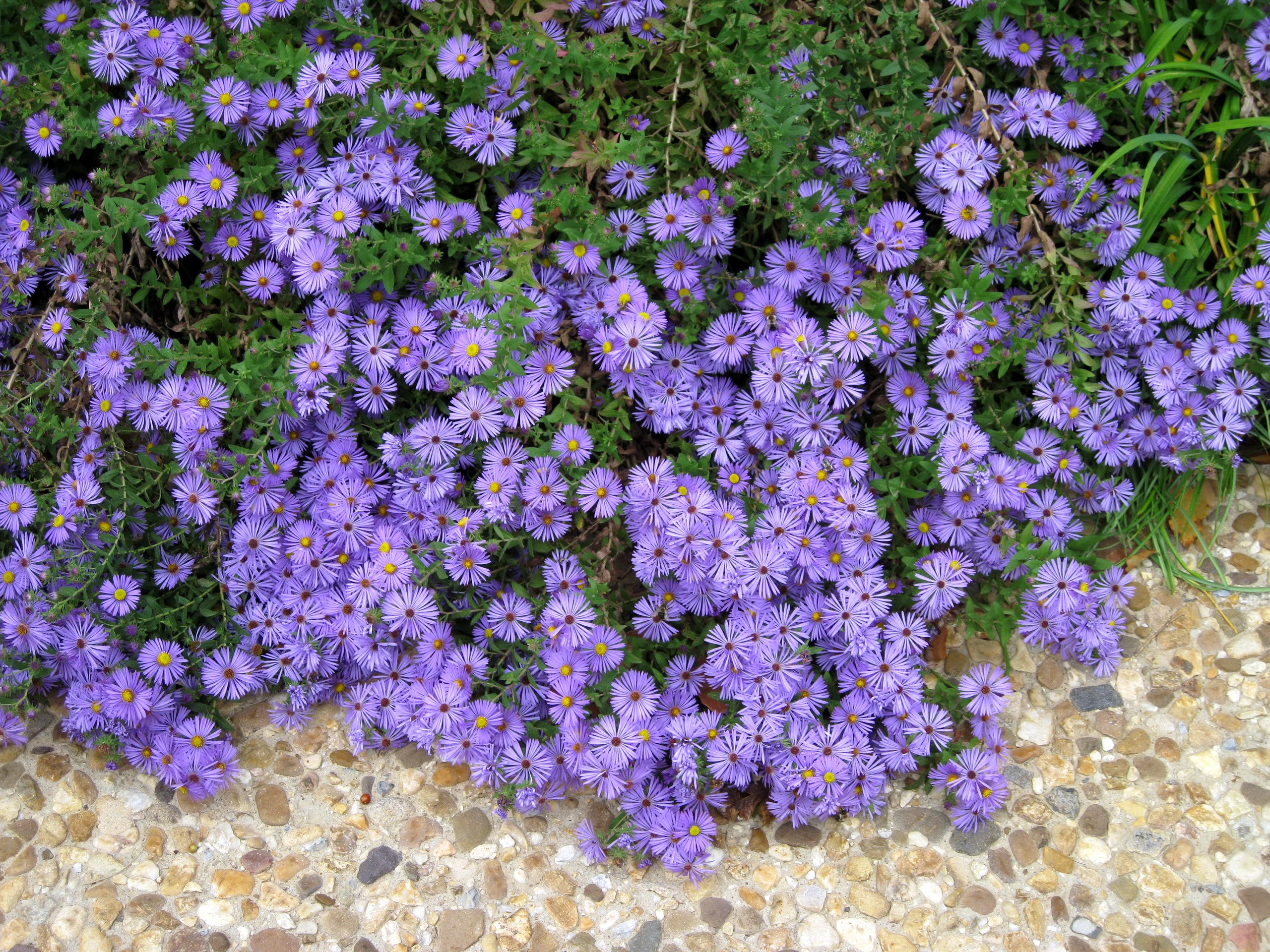 Purple Asters blooming along a stone path HD Wallpaper