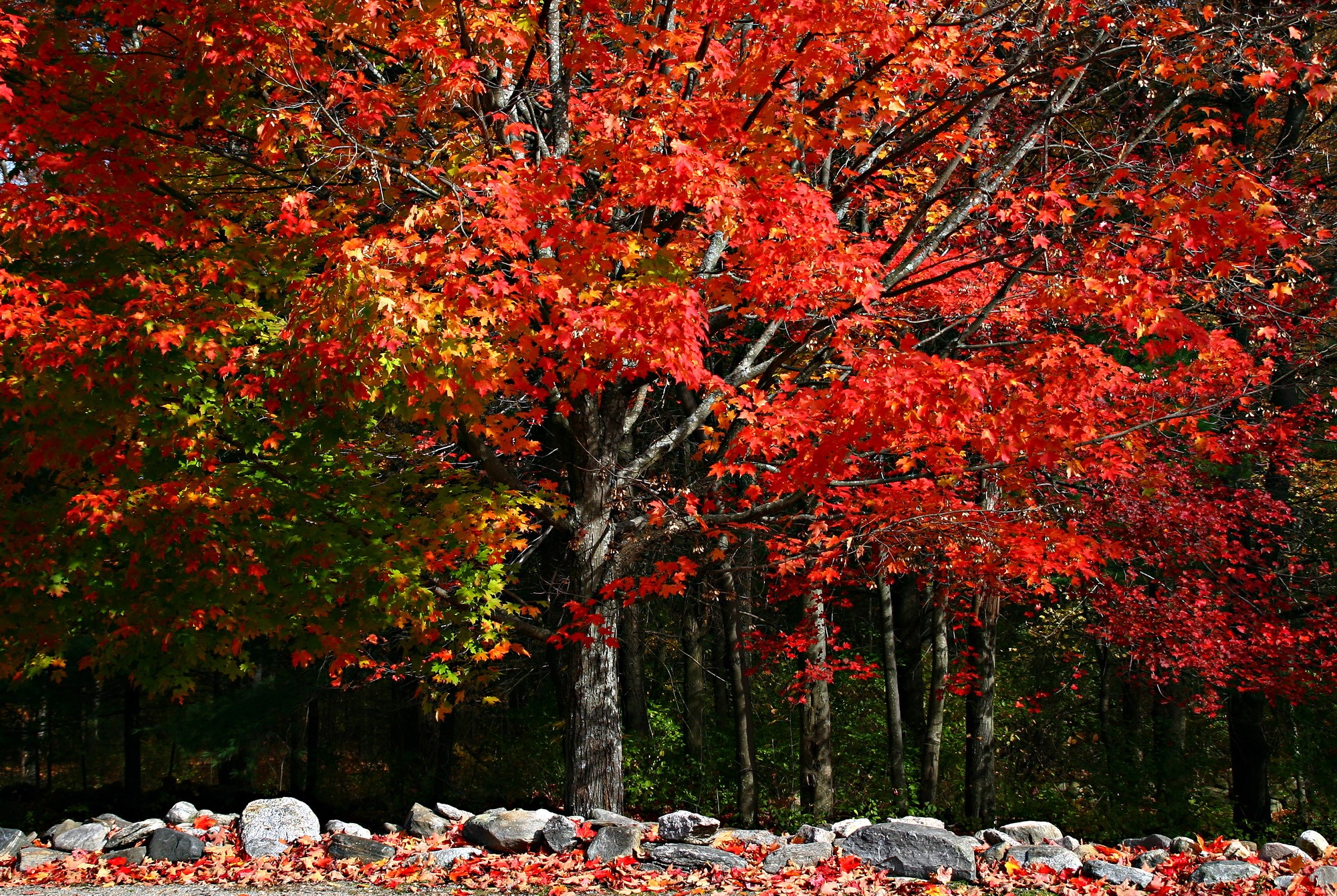 Autumn trees with red and green leaves HD Wallpaper