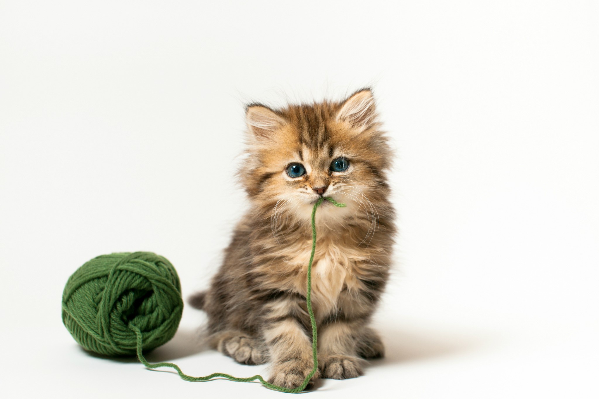 Fluffy kitten playing with green yarn HD Wallpaper